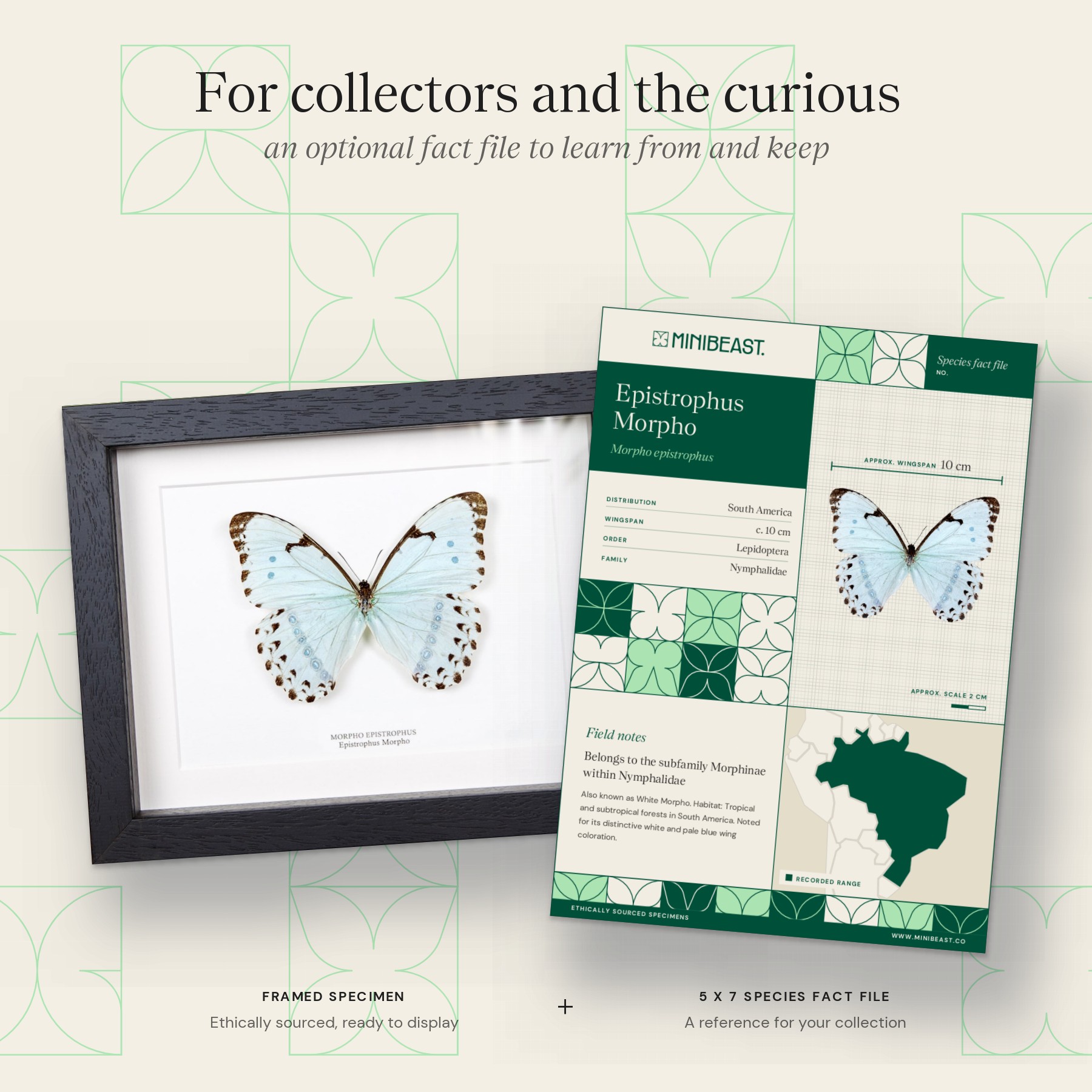 Minibeast Epistrophus Morpho In Box Frame (Morpho epistrophus)