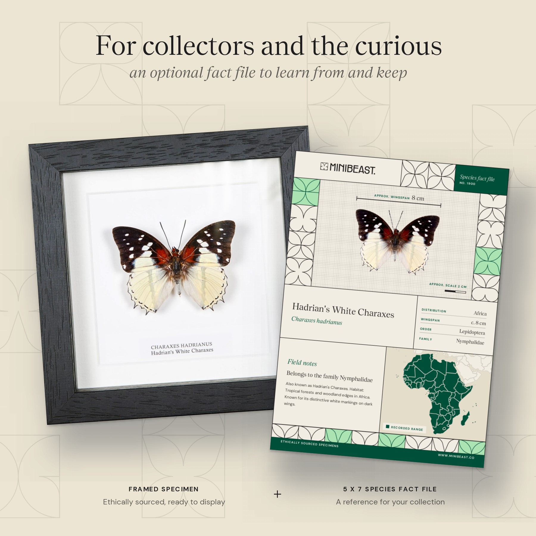 Minibeast Hadrian's White Charaxes Butterfly In Box Frame (Charaxes hadrianus)