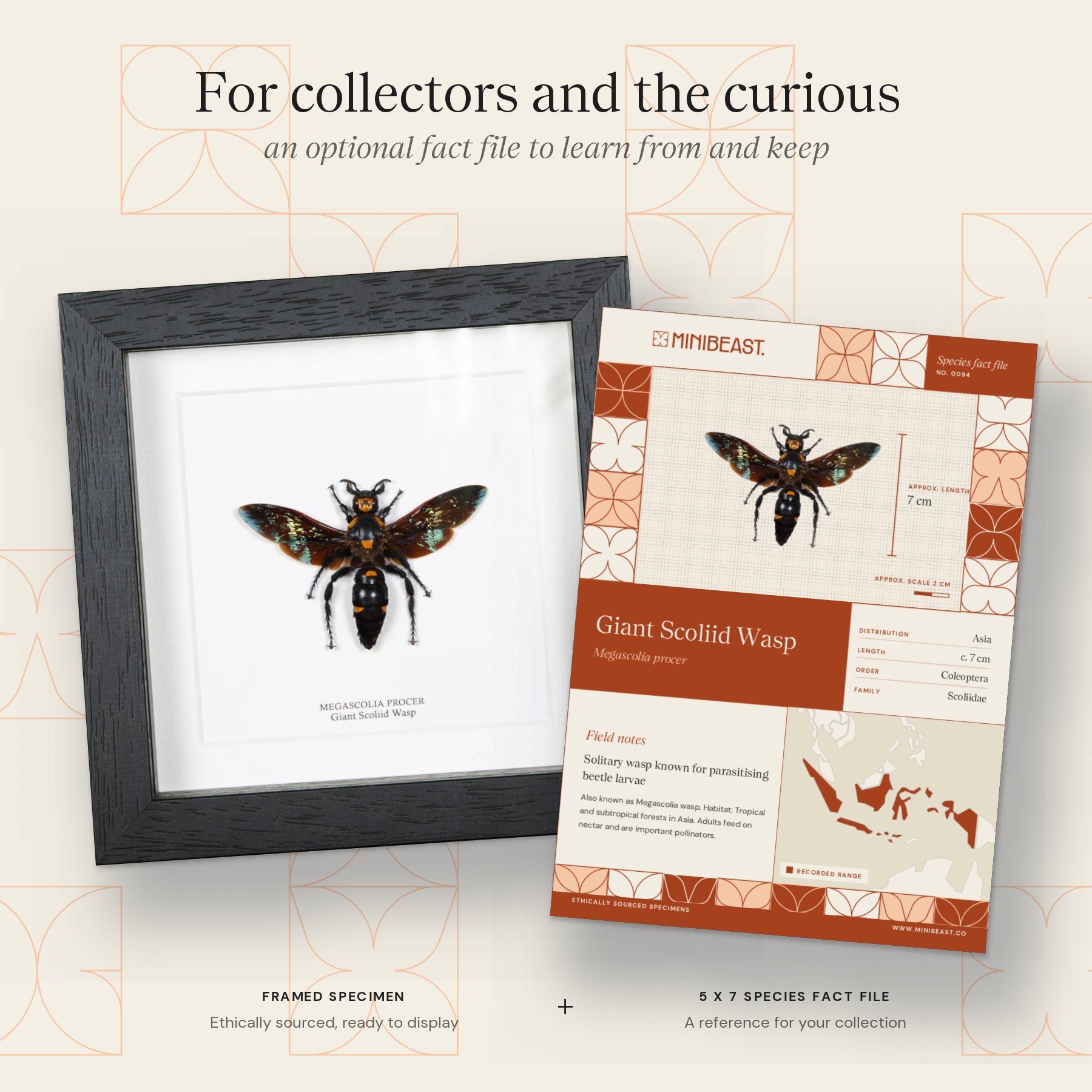 Minibeast Giant Scoliid Wasp  In Box Frame (Megascolia procer)(XL)