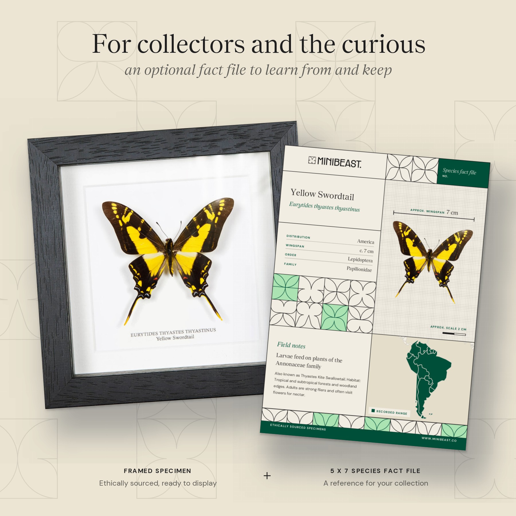 Yellow Swordtail Butterfly In Box Frame (Eurytides thyastes thyastinus) Minibeast Yellow Swordtail Butterfly In Box Frame (Eurytides thyastes thyastinus)