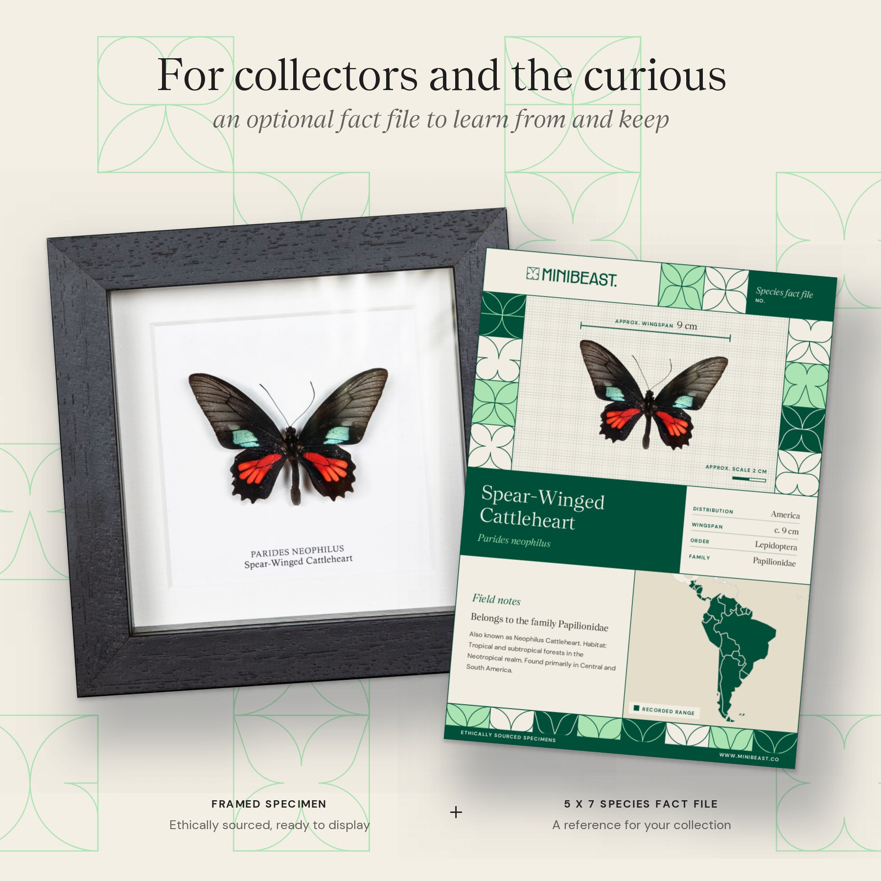 Minibeast Spear-Winged Cattleheart Butterfly  In Box Frame (Parides neophilus)