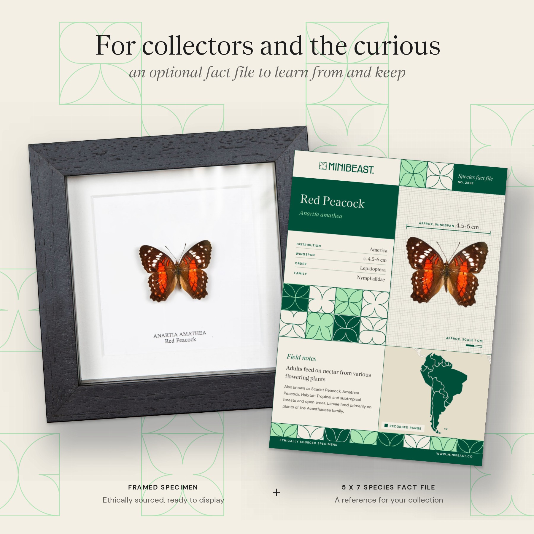Minibeast Red Peacock Butterfly In Box Frame (Anartia amathea)