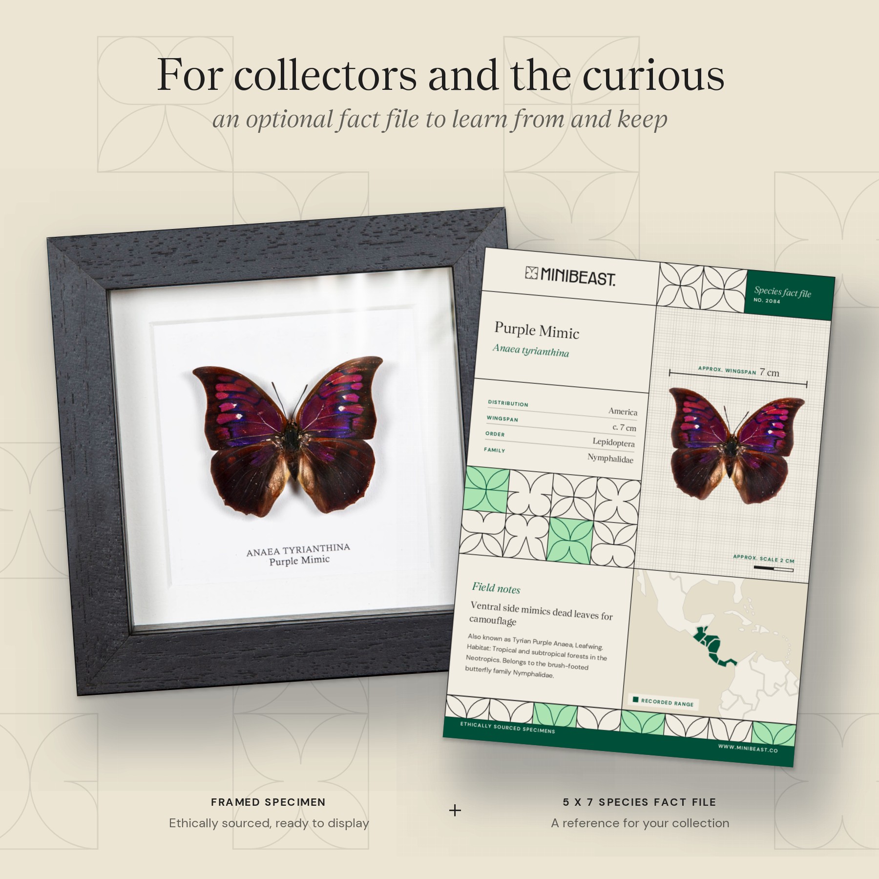 Minibeast Purple Mimic Butterfly In Box Frame (Anaea tyrianthina)
