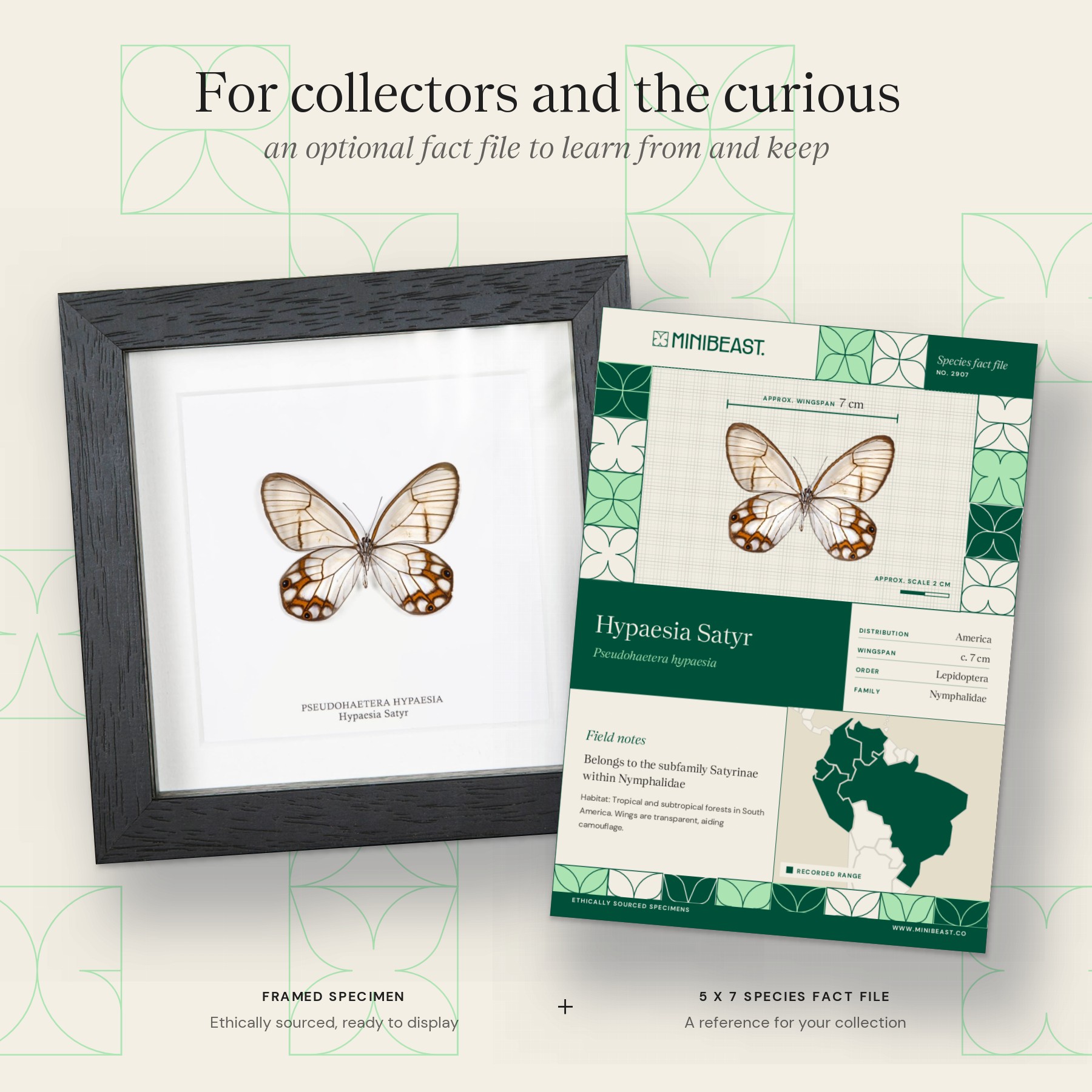 Minibeast Hypaesia Satyr Butterfly In Box Frame (Pseudohaetera hypaesia)
