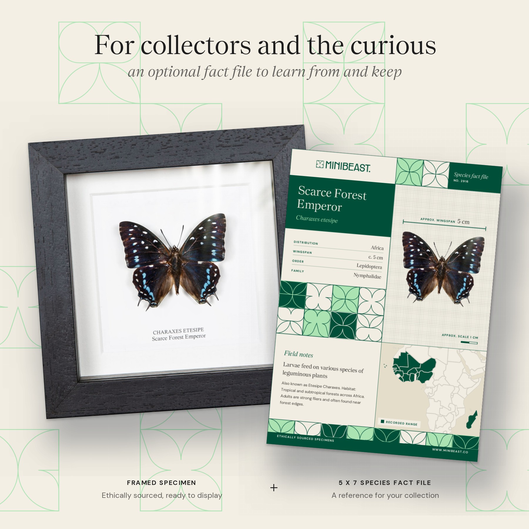 Minibeast Scarce Forest Emperor Butterfly In Box Frame (Charaxes etesipe)