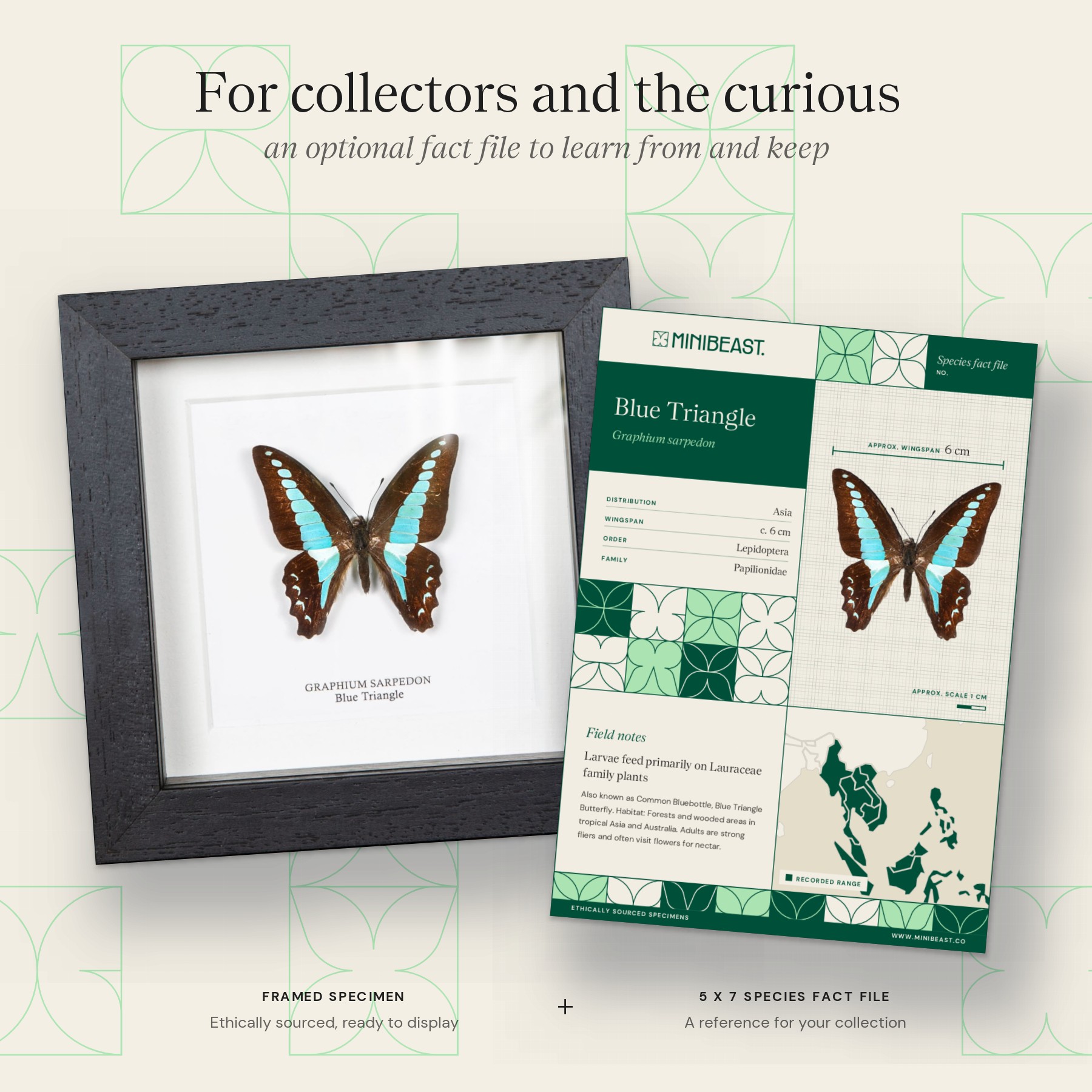 Minibeast Blue Triangle Butterfly In Box Frame (Graphium sarpedon)