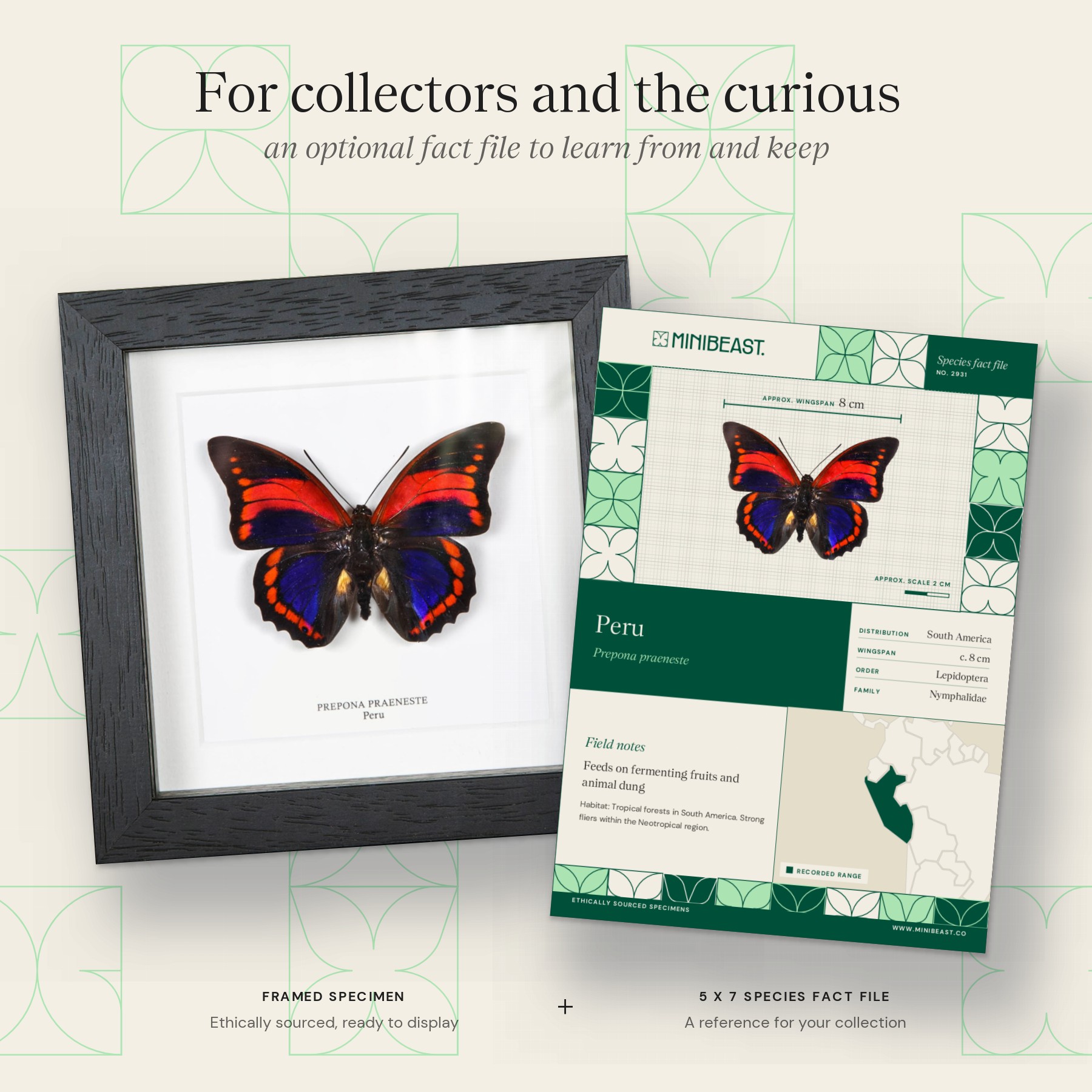 Minibeast Prepona praeneste Butterfly from Peru In Box Frame