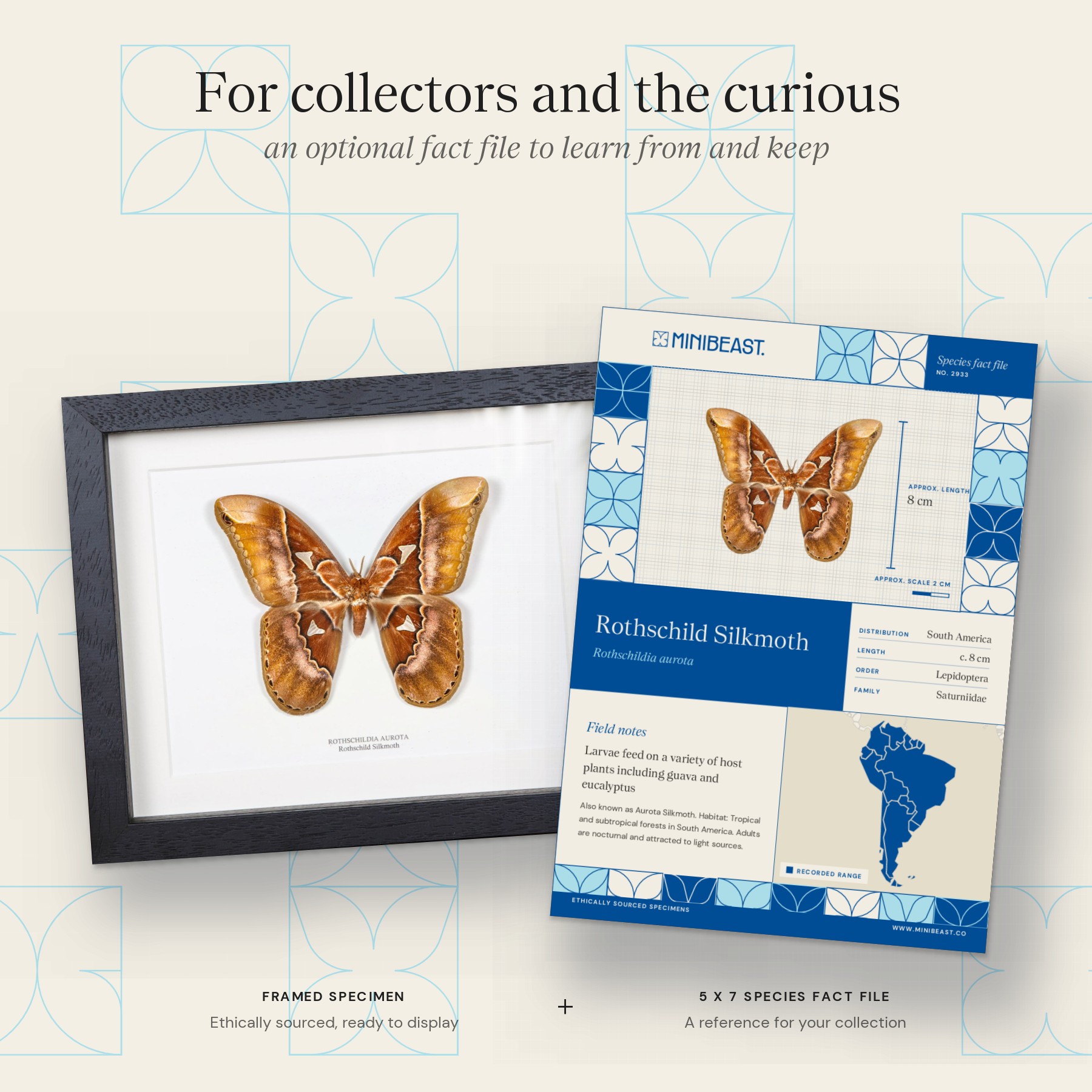 Minibeast Rothschild Silkmoth In Box Frame (Rothschildia aurota)