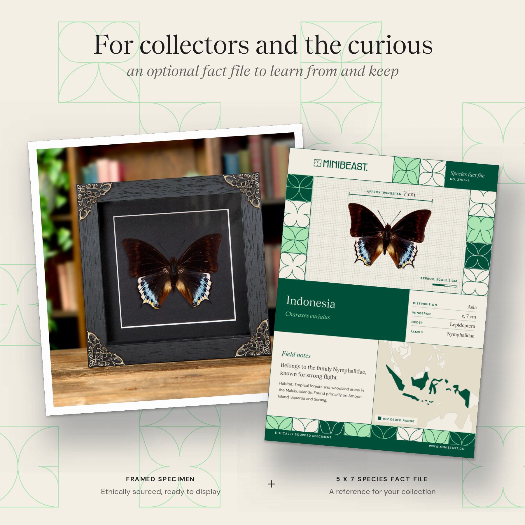 Minibeast Charaxes eurialus In Baroque Style Box Frame From indonesia
