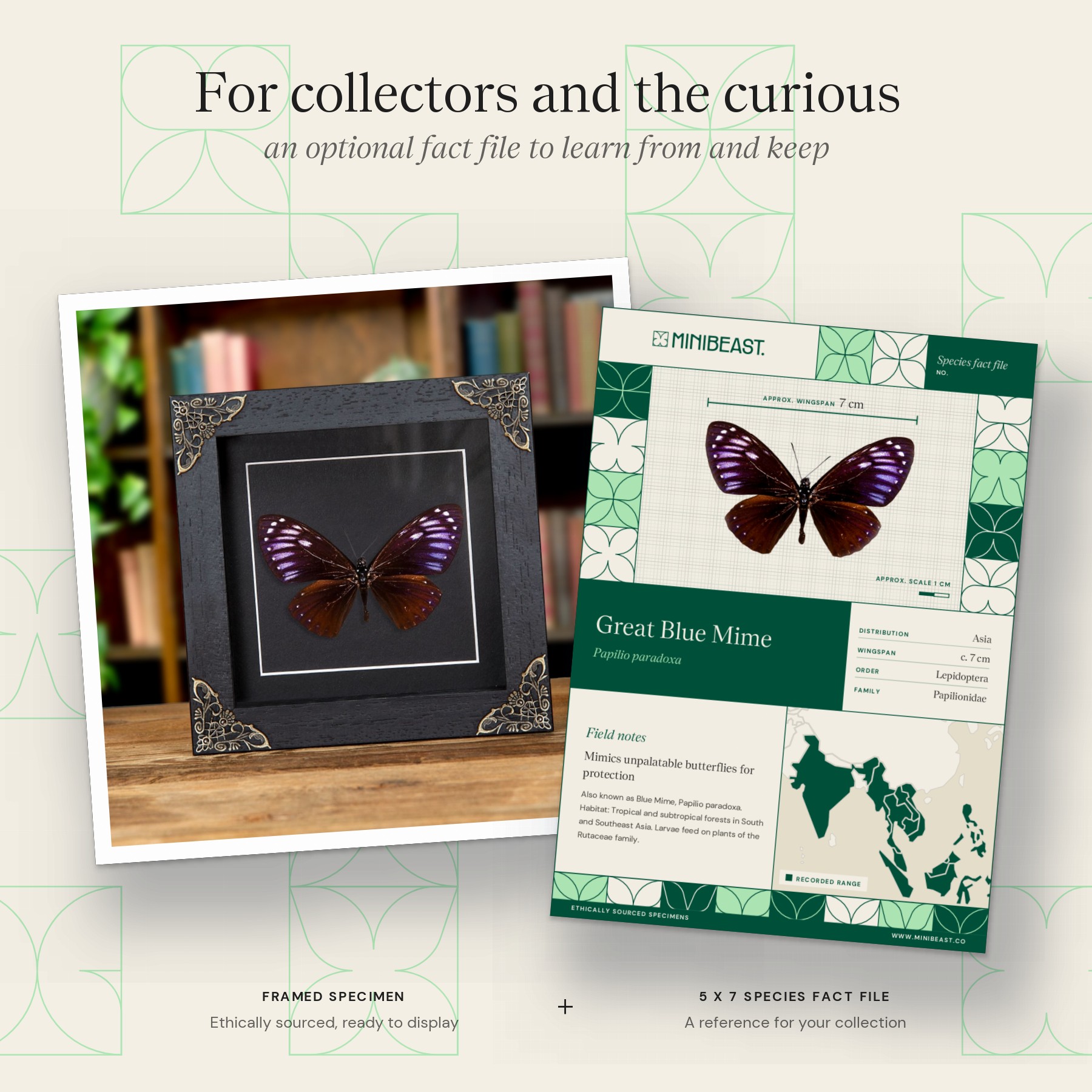 Minibeast Rare Great Blue Mime In Baroque Style Box Frame (Papilio paradoxa)