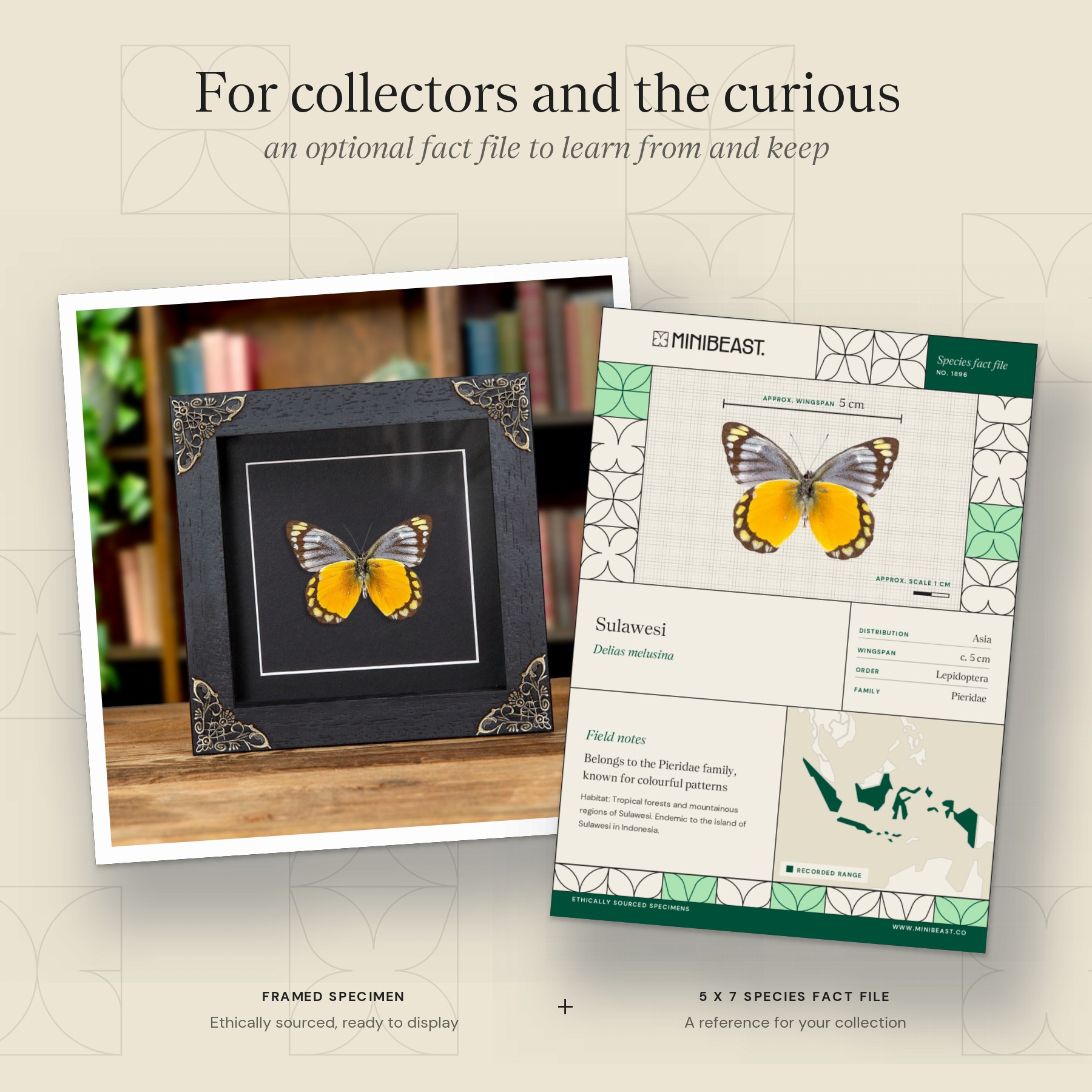 Minibeast Delias melusina Butterfly In Baroque Style Frame From Sulawesi