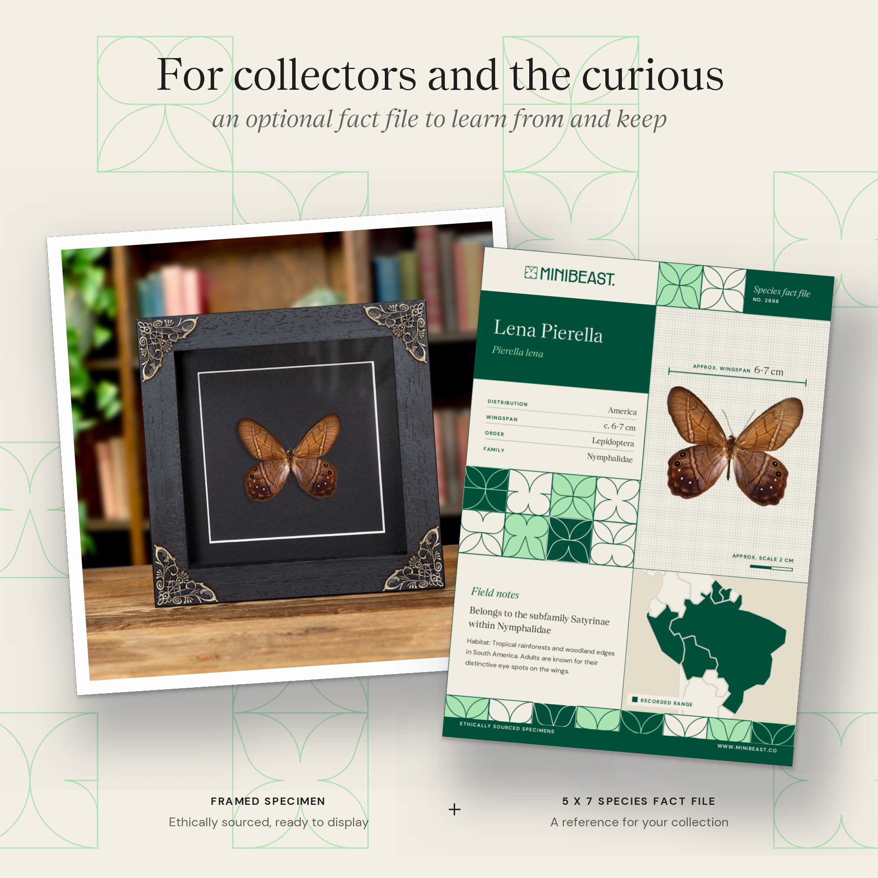 Minibeast Lena Pierella Butterfly In Baroque Style Frame (Pierella lena)