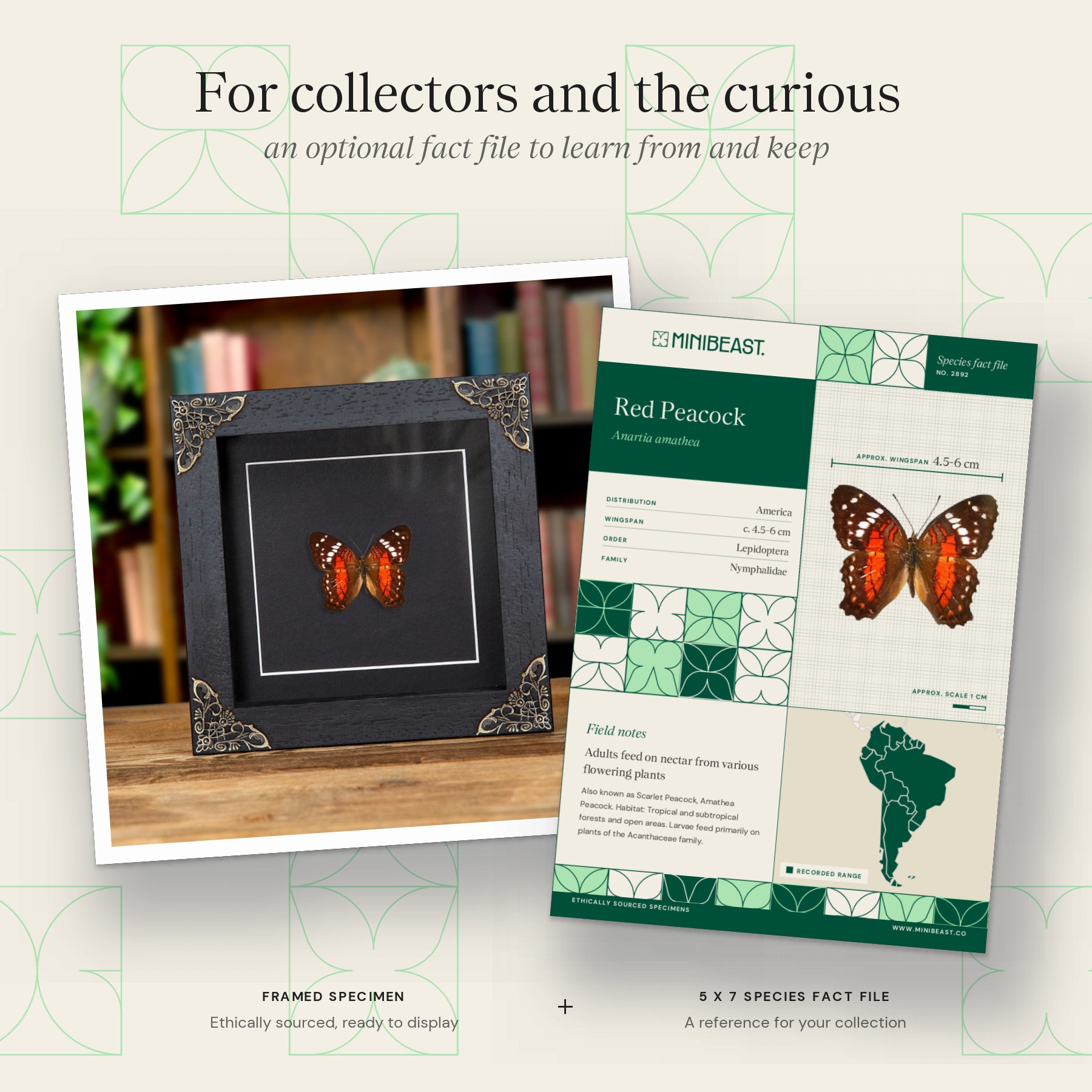 Minibeast Red Peacock Butterfly In Baroque Style Frame (Anartia amathea)