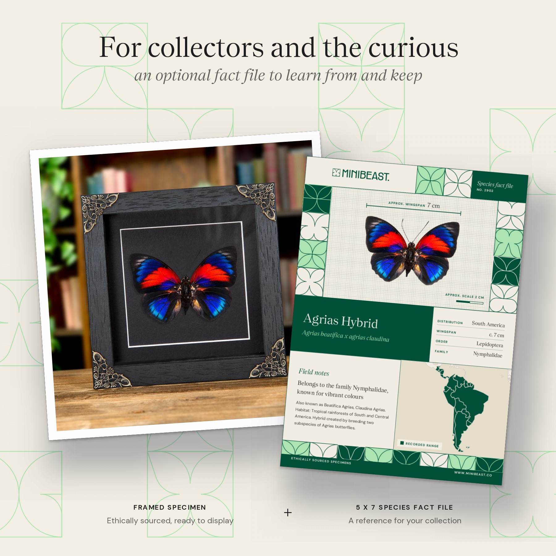 Minibeast Agrias Hybrid Butterfly In Baroque Style Frame (Agrias beatifica x Agrias claudina)
