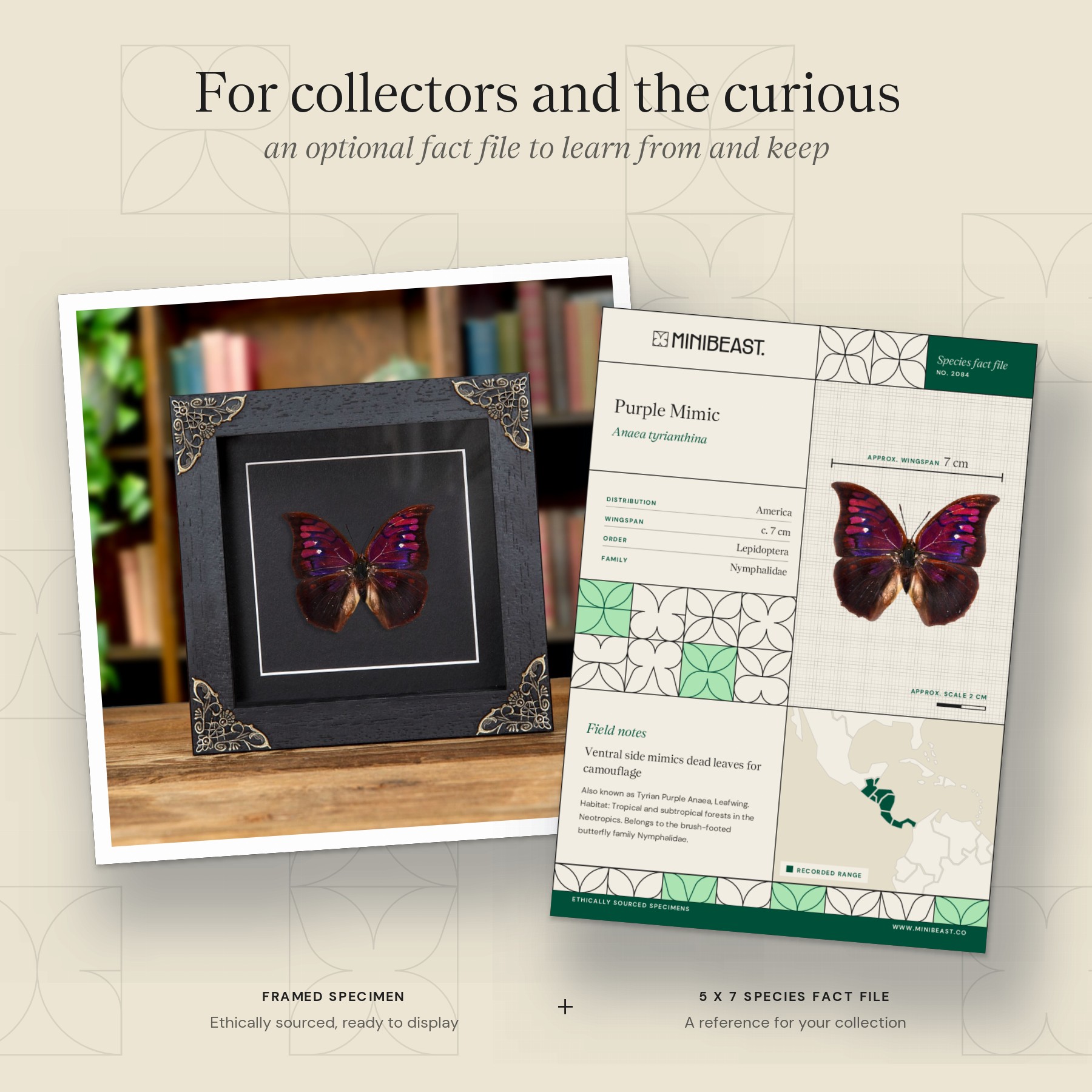 Minibeast Purple Mimic Butterfly In Baroque Style Box Frame (Anaea tyrianthina)
