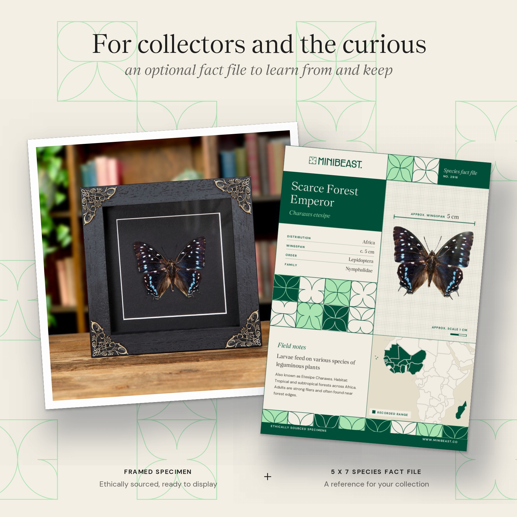 Minibeast Scarce Forest Emperor Butterfly In Baroque Style Frame (Charaxes etesipe)