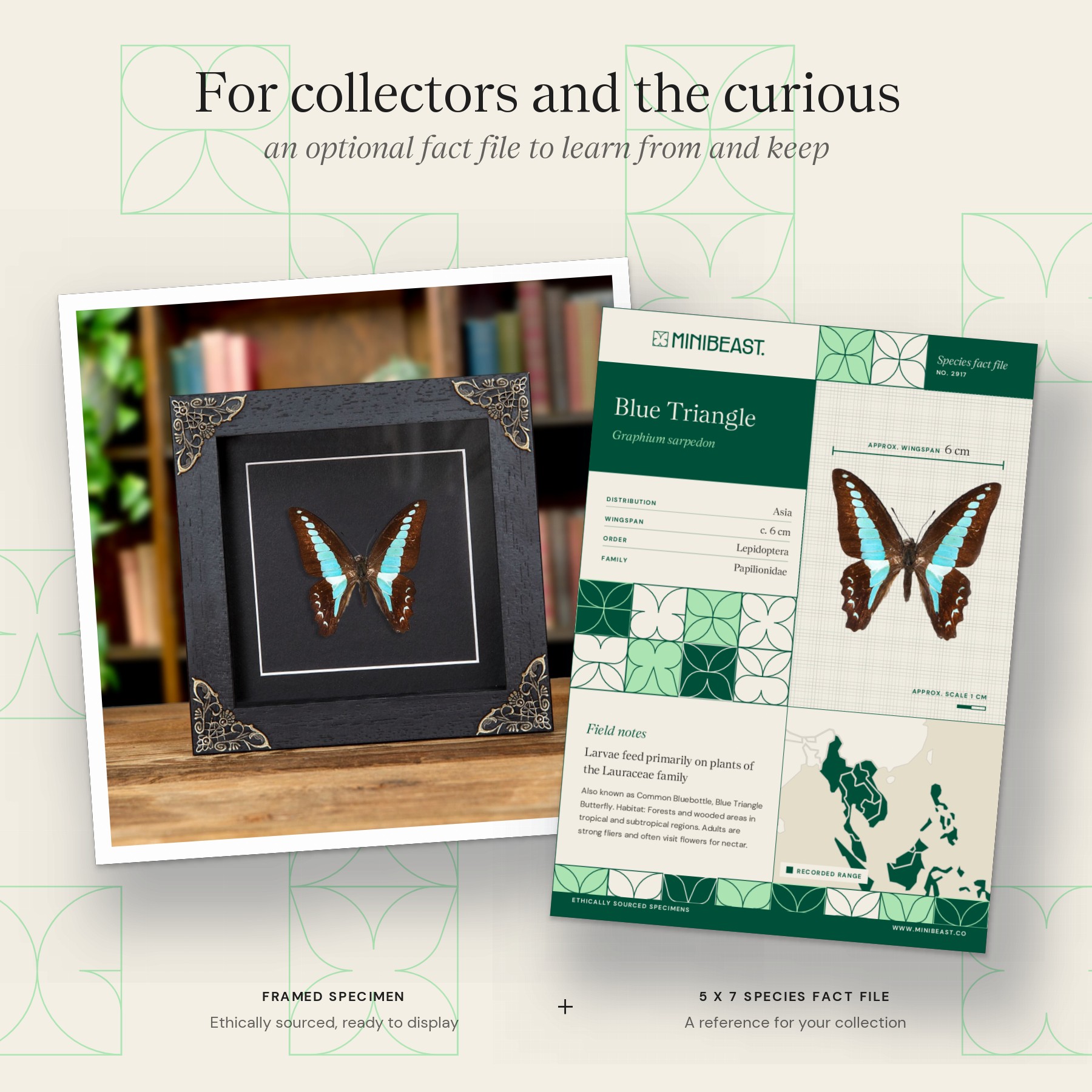 Minibeast Blue Triangle Butterfly In Baroque Style Frame (Graphium sarpedon)