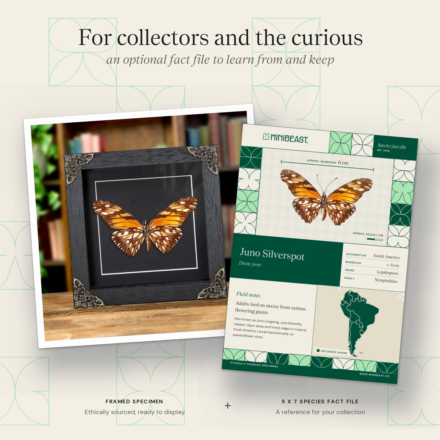 Minibeast Juno Silverspot Butterfly In Baroque Style Frame (Dione june)