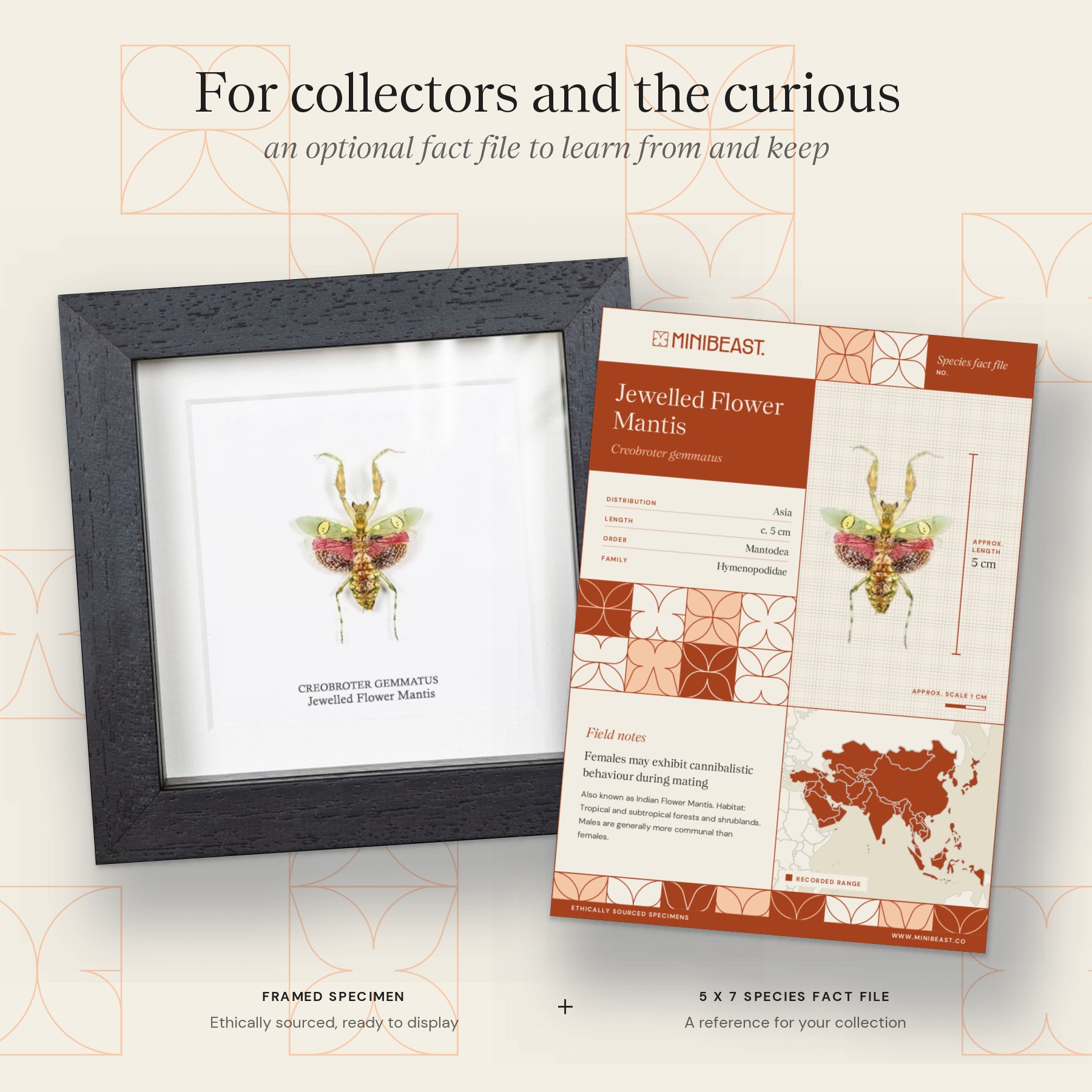Minibeast Female Jewelled Flower Mantis In Box Frame (Creobroter gemmatus)