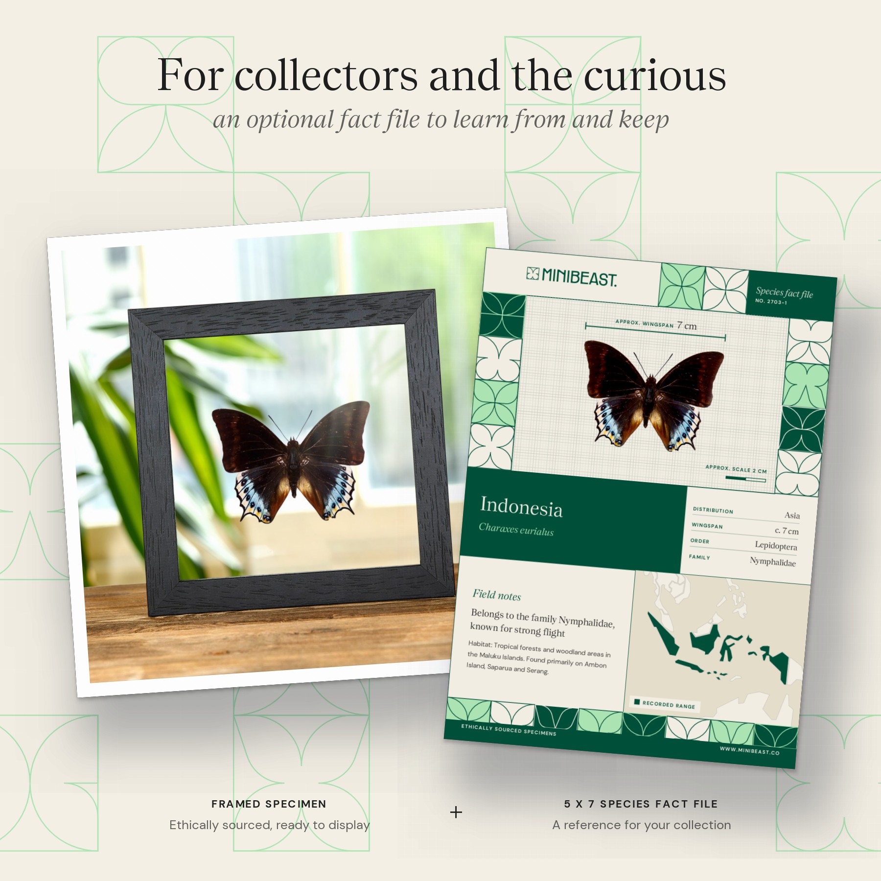 Minibeast Charaxes eurialus In Clear Glass Box Frame From indonesia