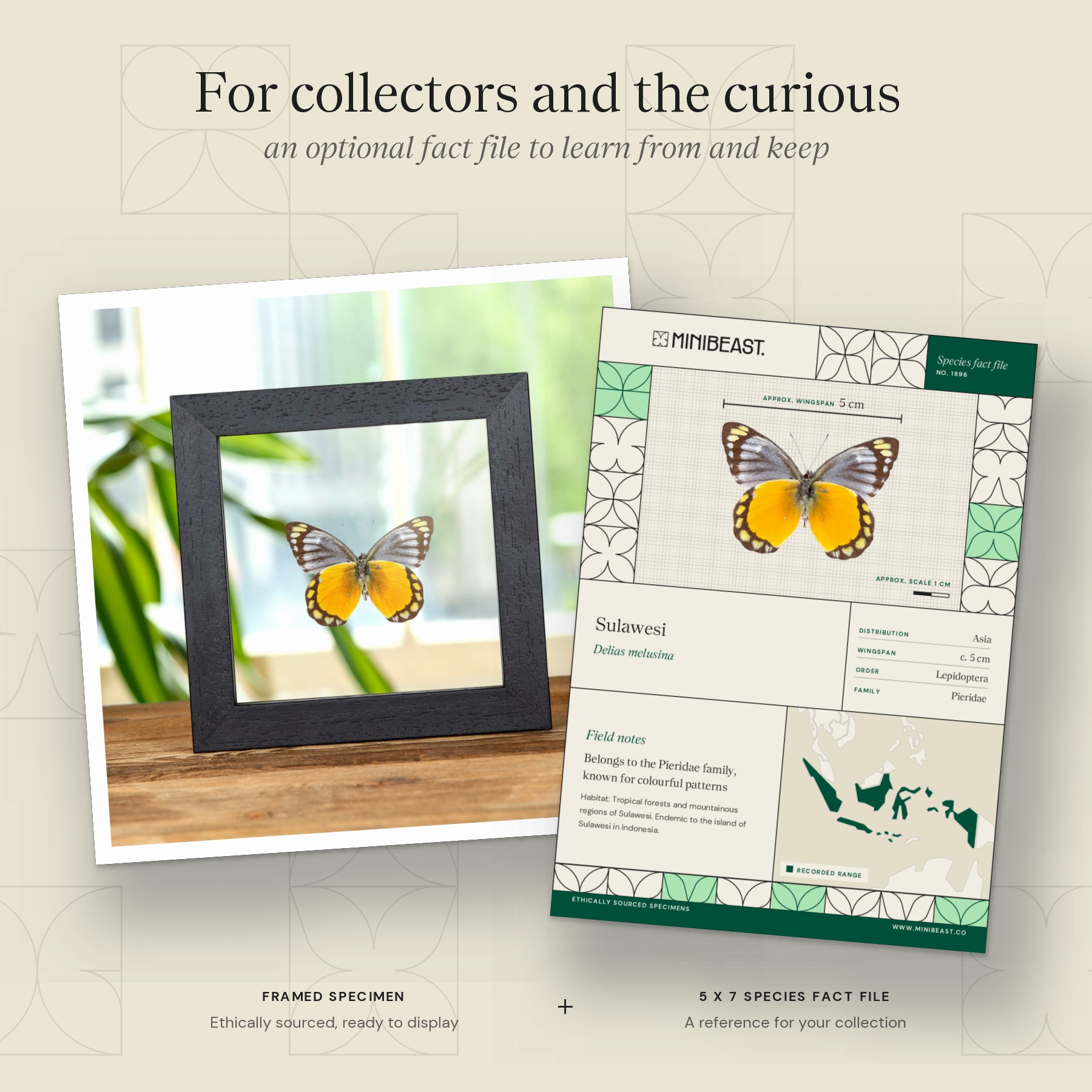 Minibeast Delias melusina Butterfly In Clear Glass Box Frame From Sulawesi