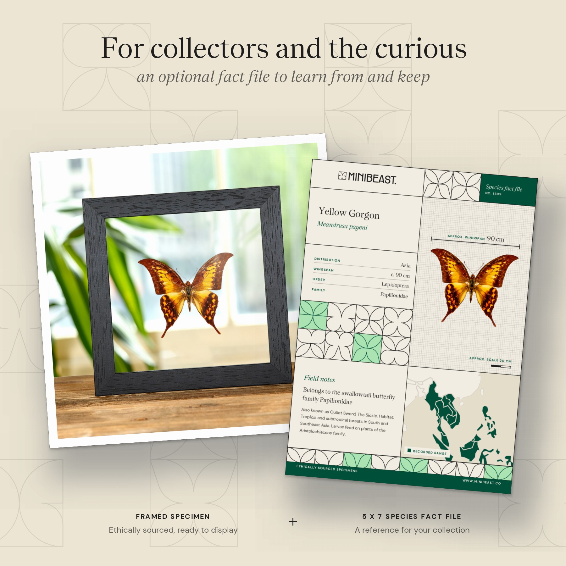 Minibeast Yellow Gorgon Butterfly In Clear Glass Box Frame (Meandrusa payeni)