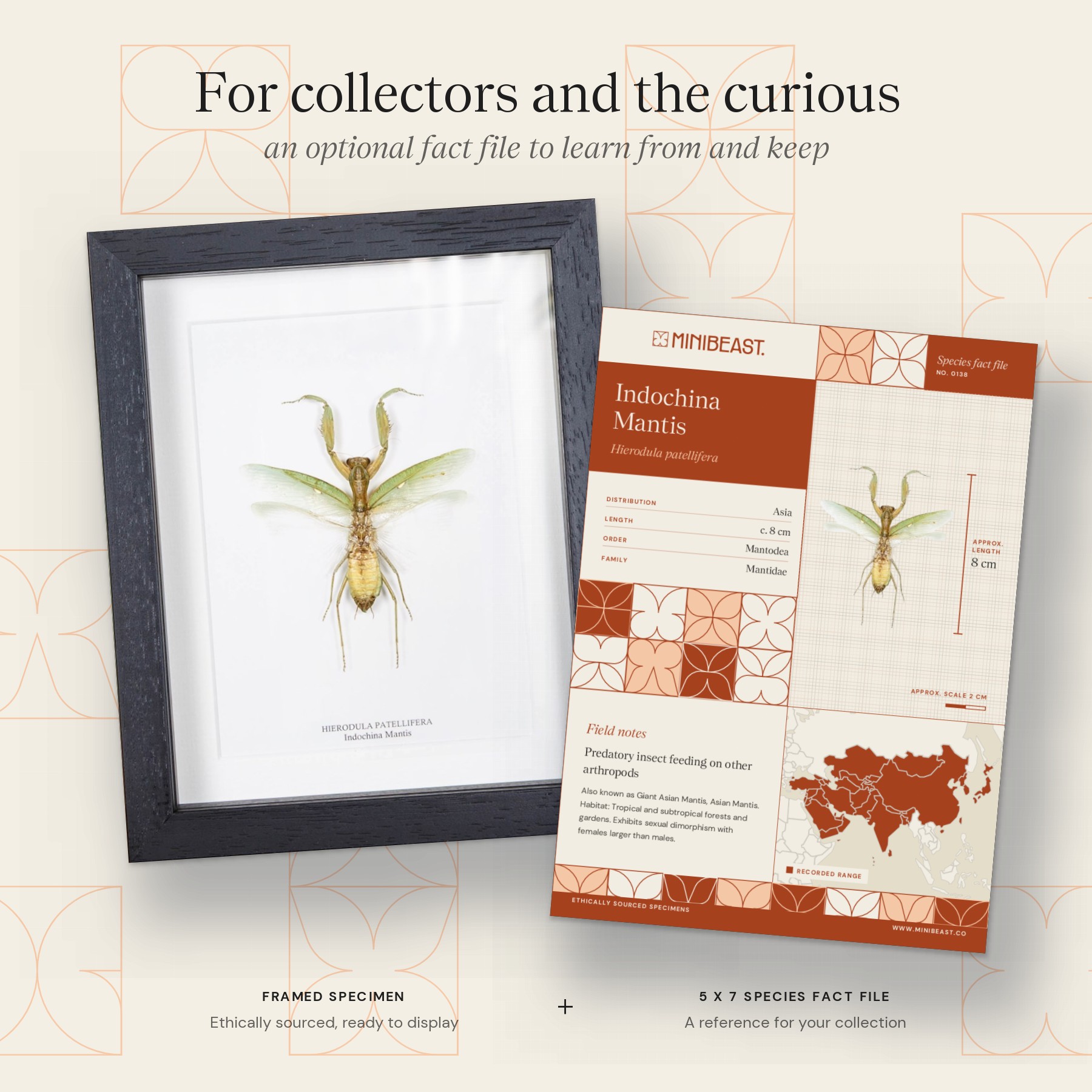 Minibeast The Indochina Mantis In Box Frame (Hierodula patellifera)