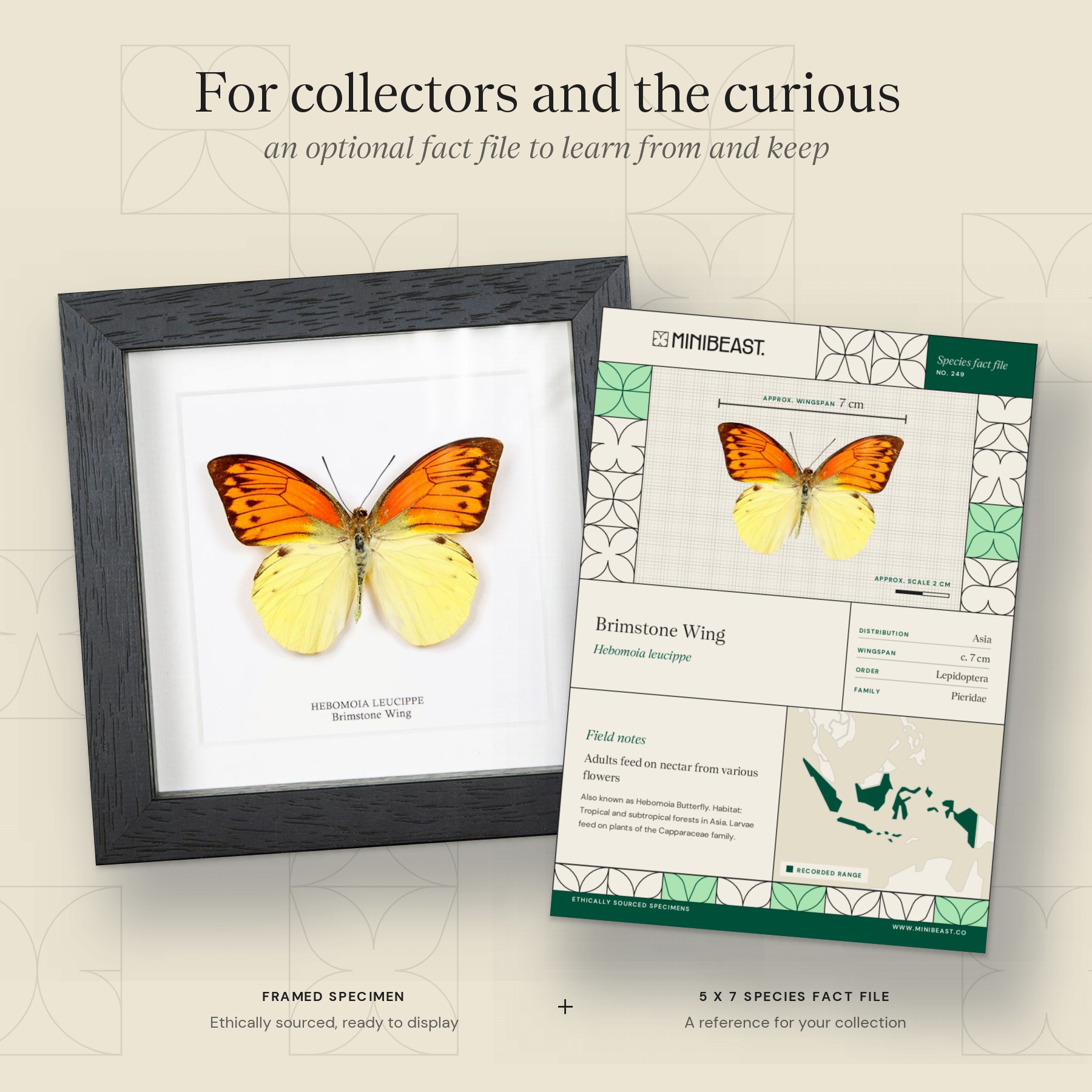 Minibeast Brimstone Wing Butterfly In Box Frame (Hebomoia leucippe)
