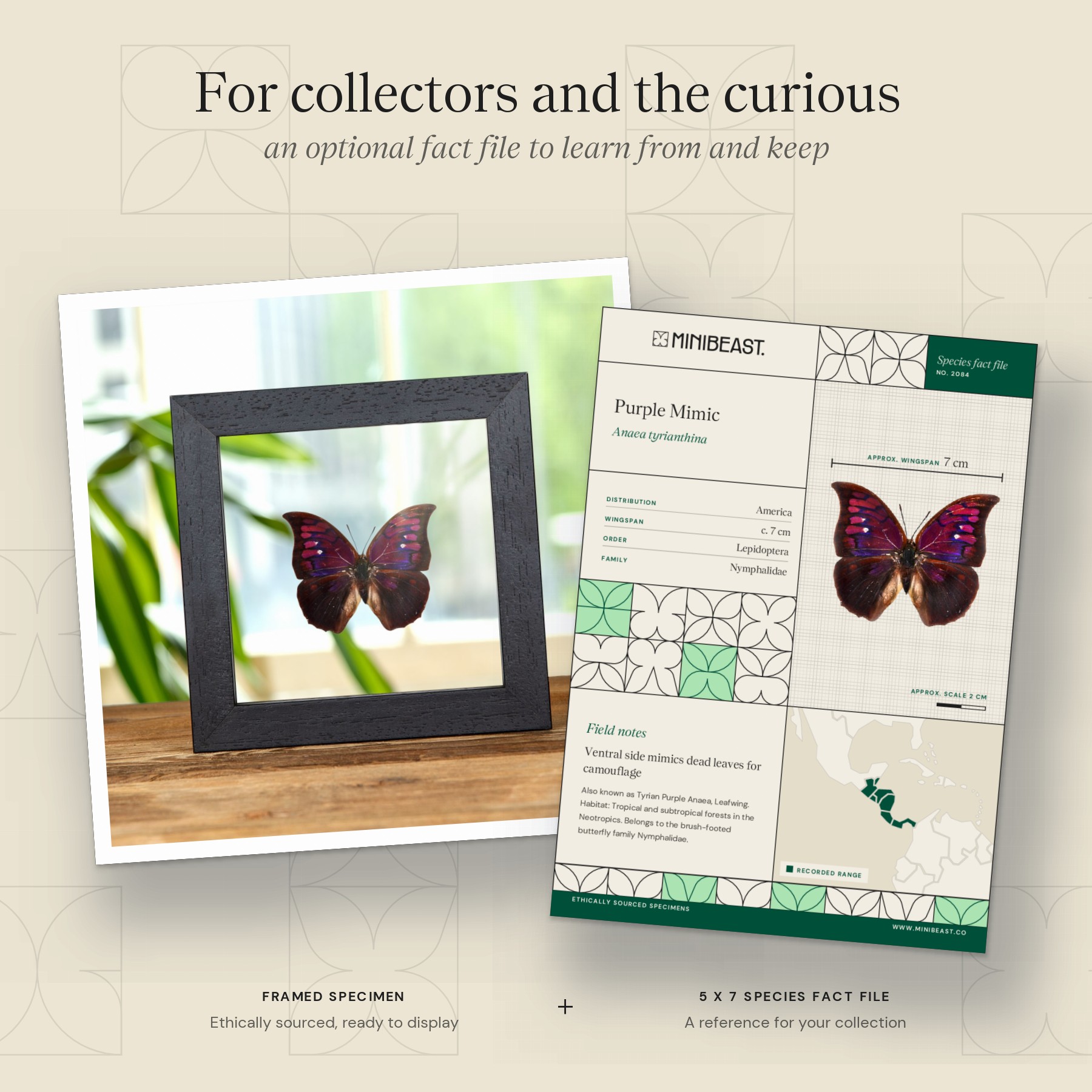 Minibeast Purple Mimic Butterfly In Clear Glass Box Frame (Anaea tyrianthina)