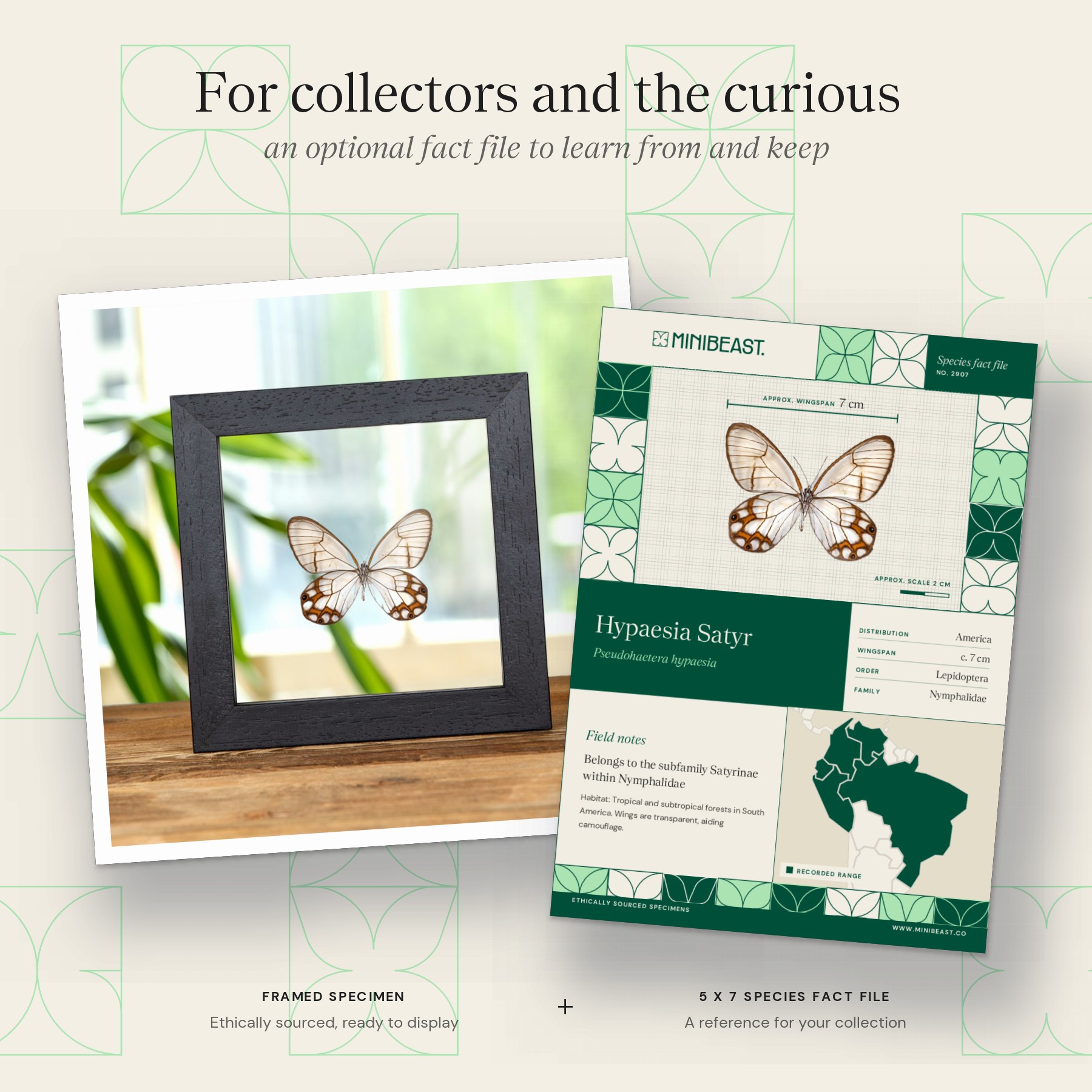 Minibeast Hypaesia Satyr Butterfly In Clear Glass Box Frame (Pseudohaetera hypaesia)