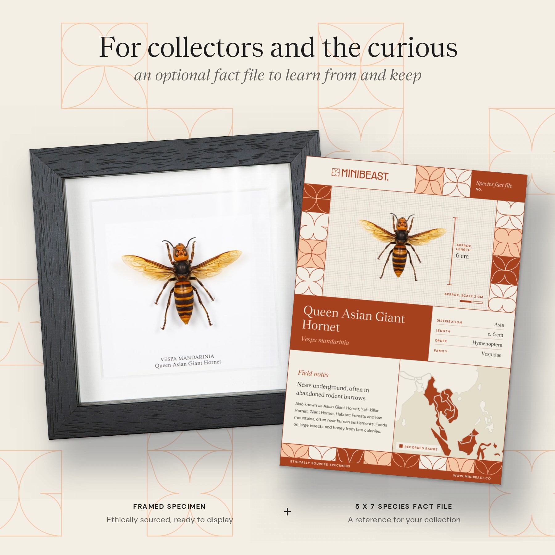 Minibeast Queen Asian Giant Hornet In Box Frame (Vespa mandarinia)