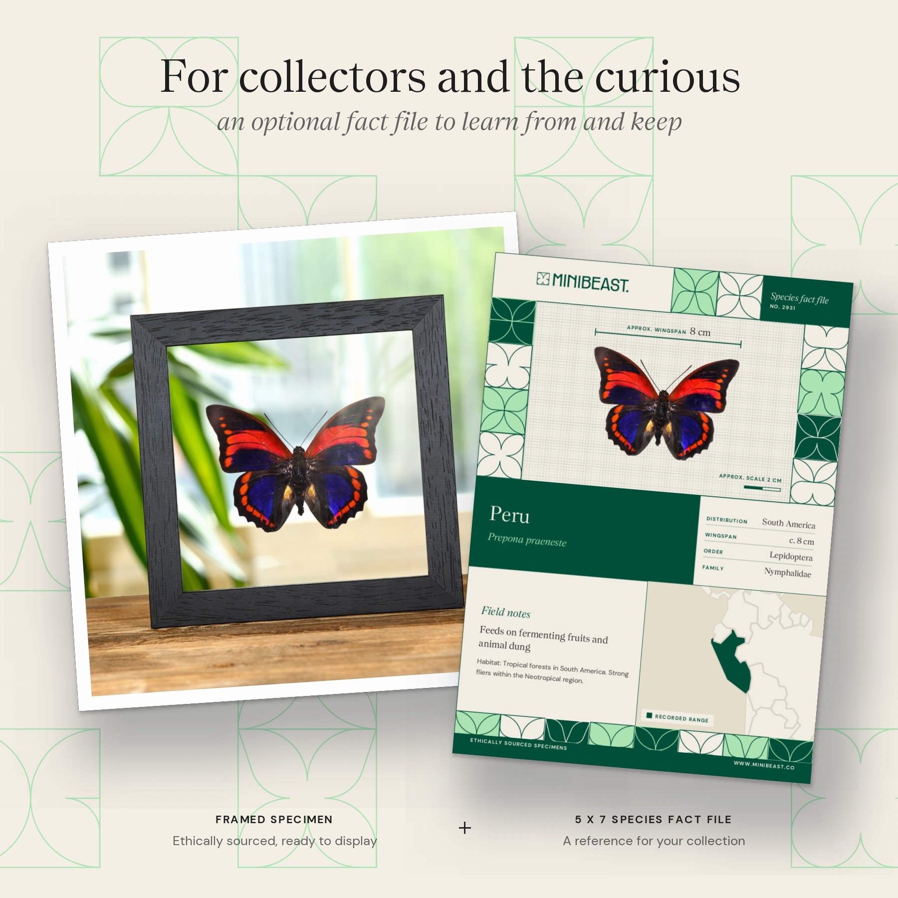 Minibeast Prepona praeneste Butterfly from Peru In Clear Glass Box Frame