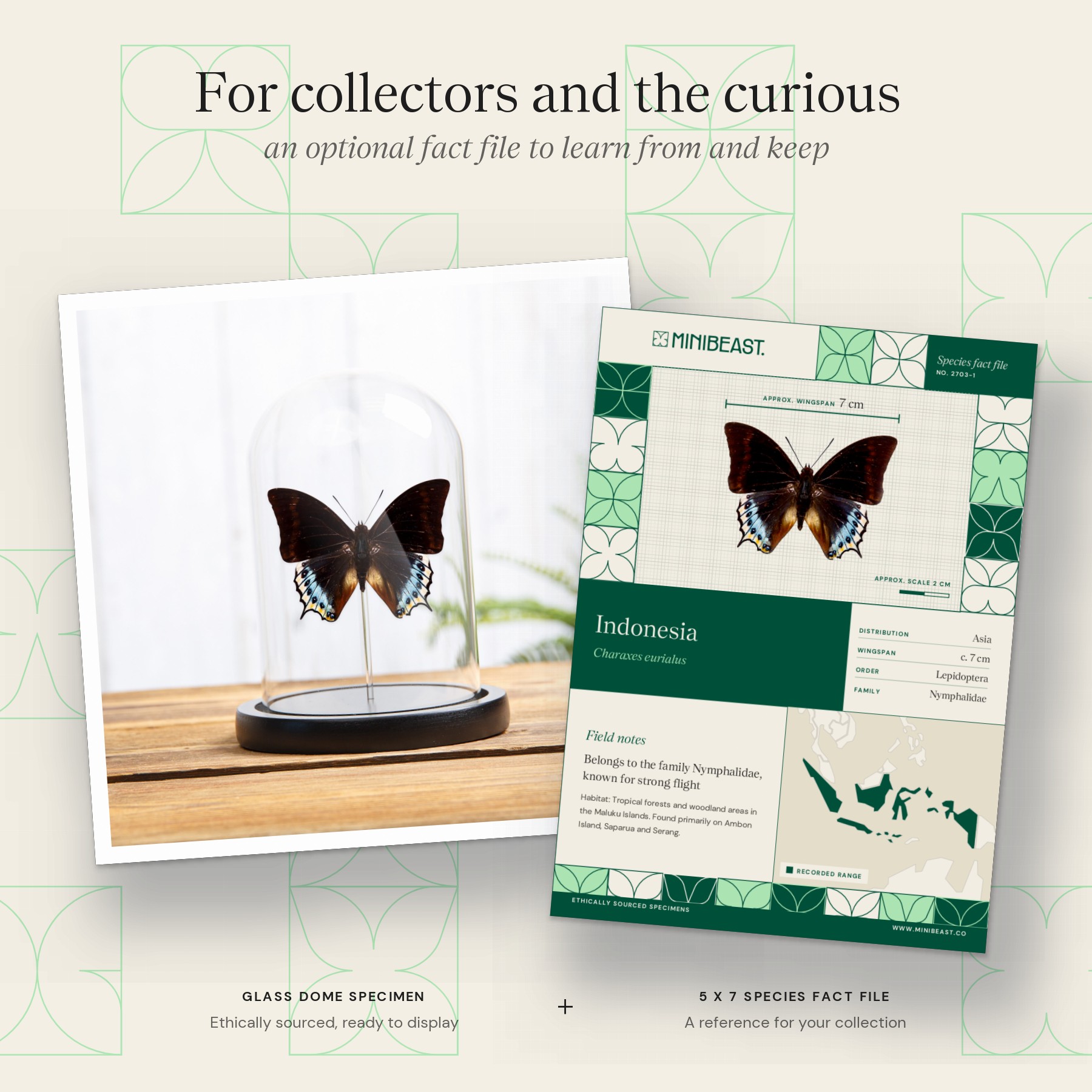 Minibeast Charaxes eurialus In Glass Dome From indonesia