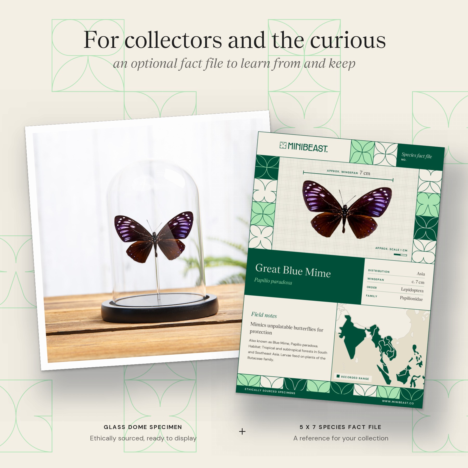 Minibeast Rare Great Blue Mime In Glass Dome (Papilio paradoxa)