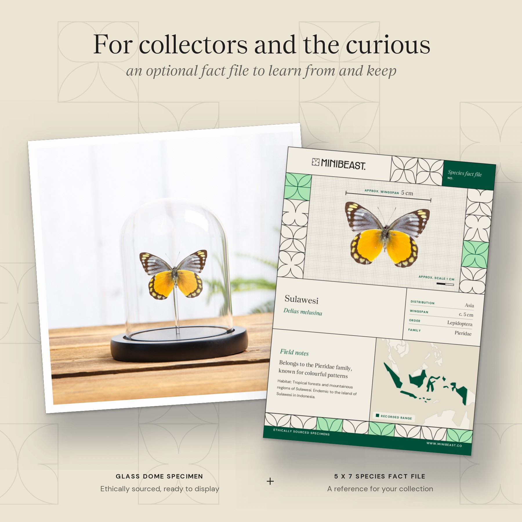 Minibeast Delias melusina Butterfly In Glass Dome With Wooden Base From Sulawesi