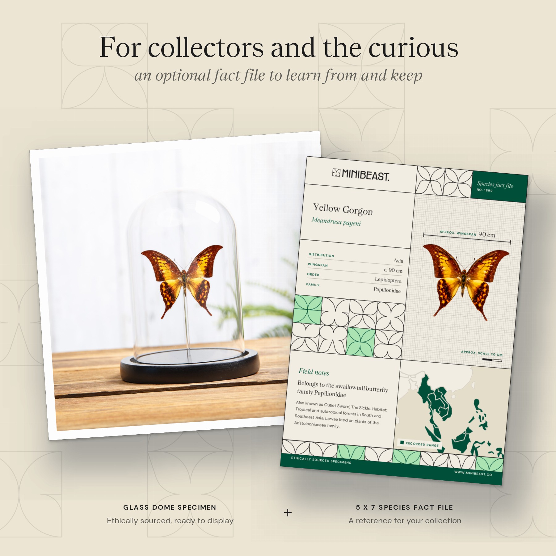 Minibeast Yellow Gorgon Butterfly In Glass Dome With Wooden Base (Meandrusa payeni)