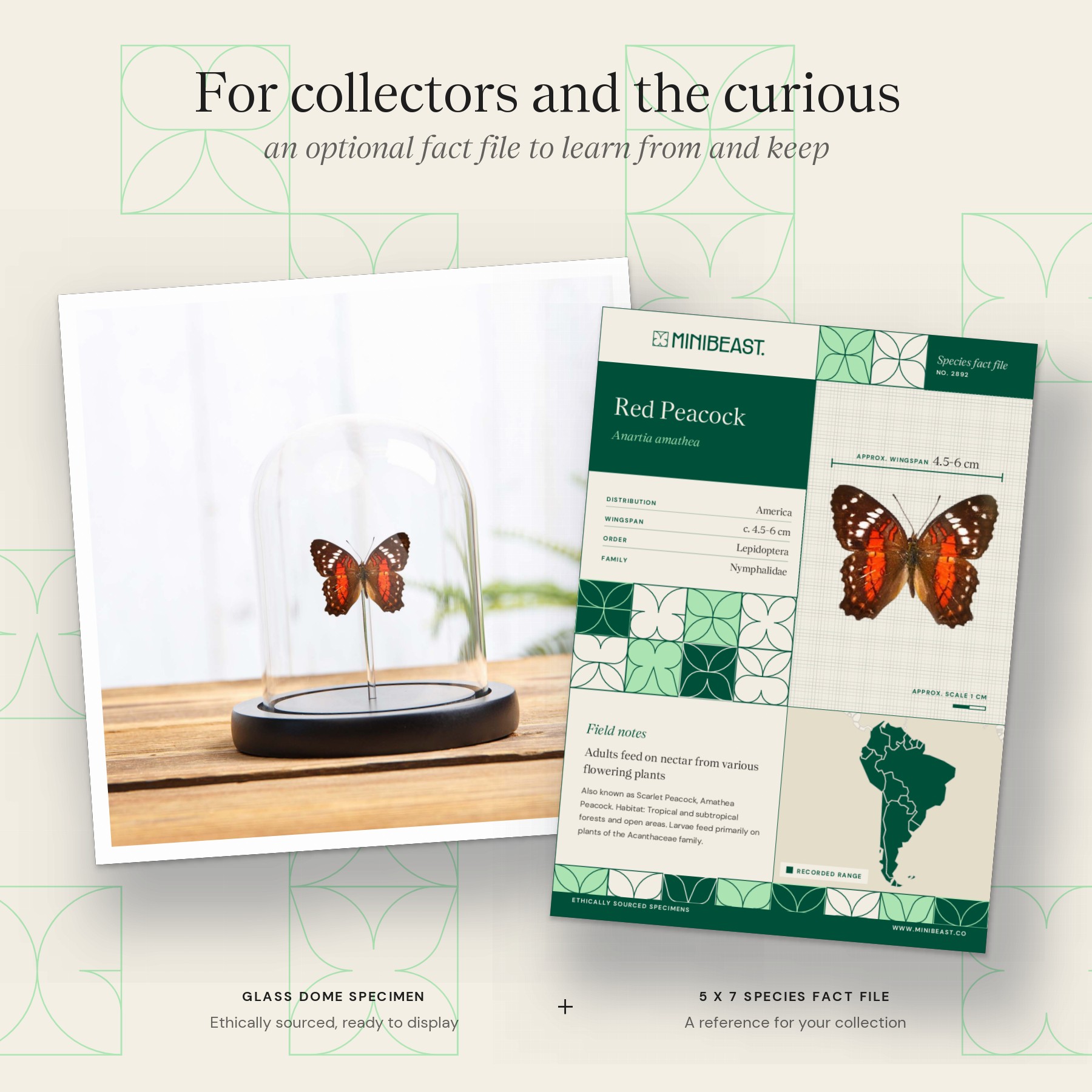 Minibeast Red Peacock Butterfly In Glass Dome With Wooden Base (Anartia amathea)