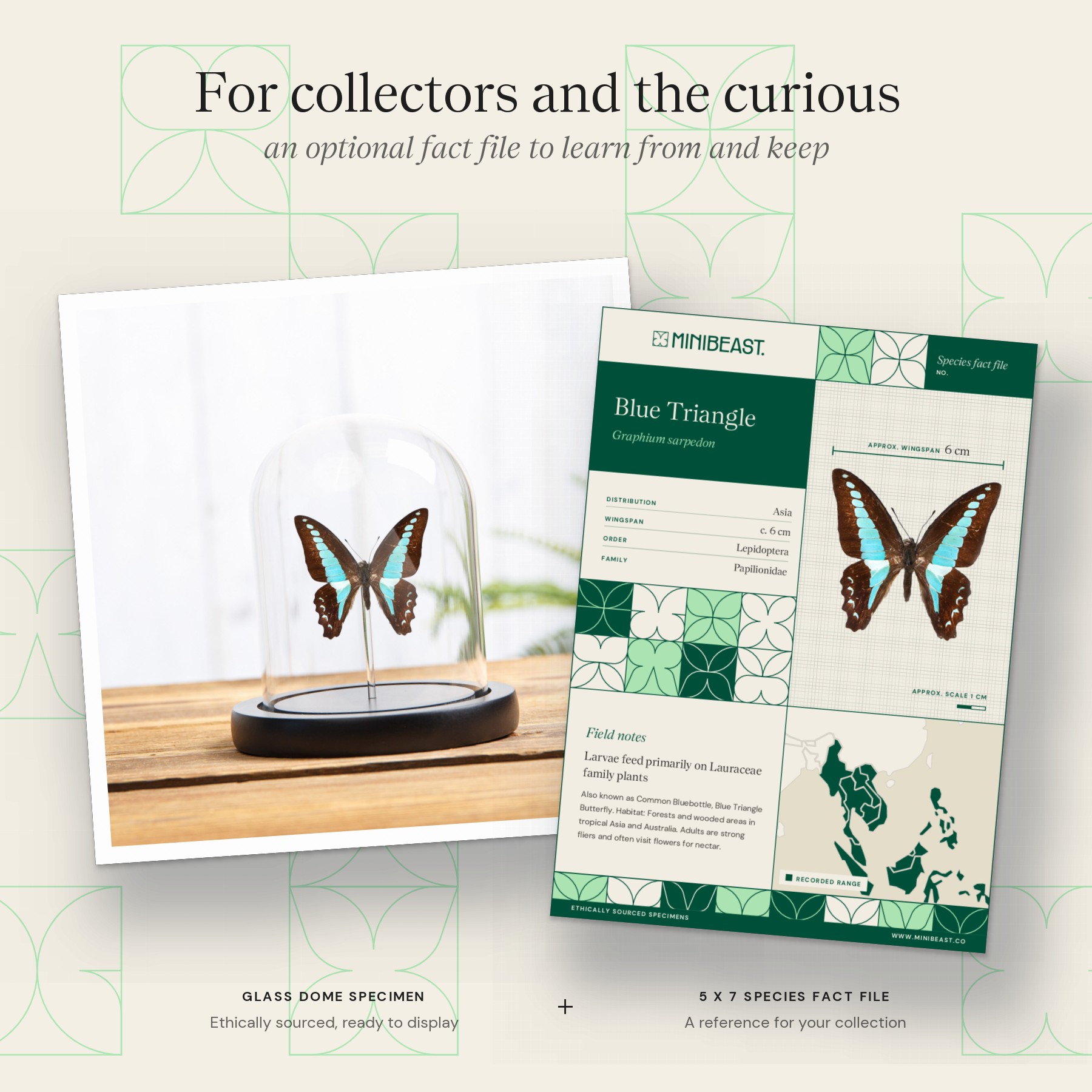Minibeast Blue Triangle Butterfly In Glass Dome With Wooden Base (Graphium sarpedon)