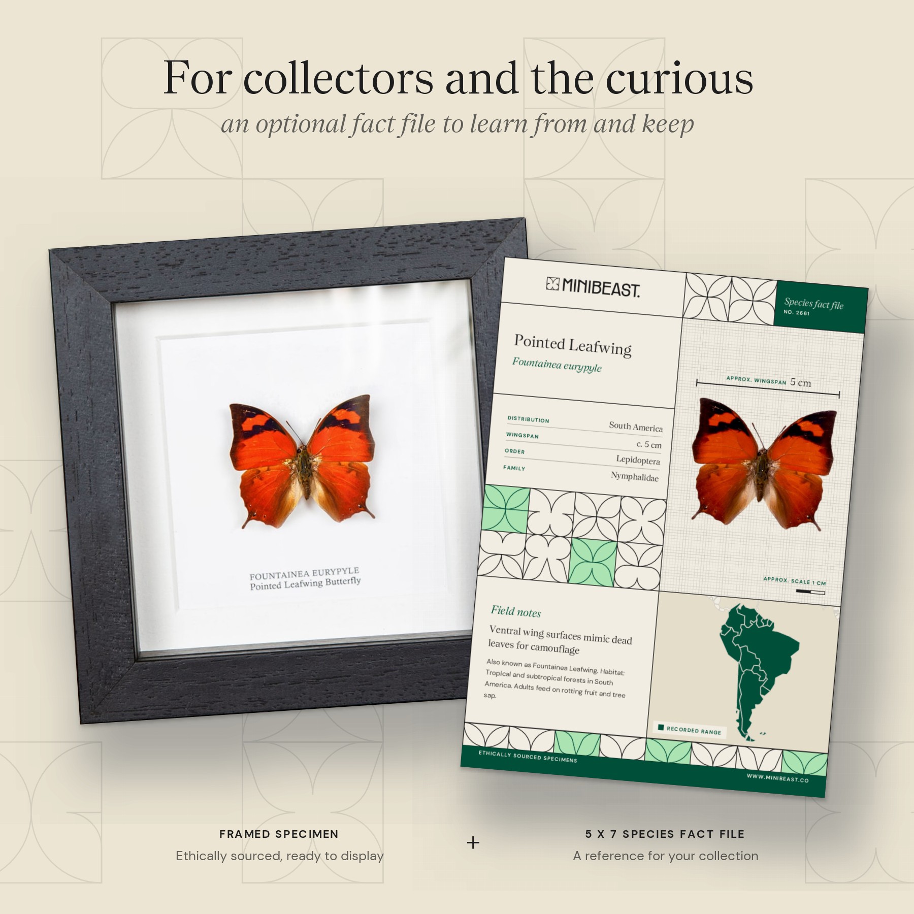 Minibeast Pointed Leafwing Butterfly In Box Frame (Fountainea eurypyle)