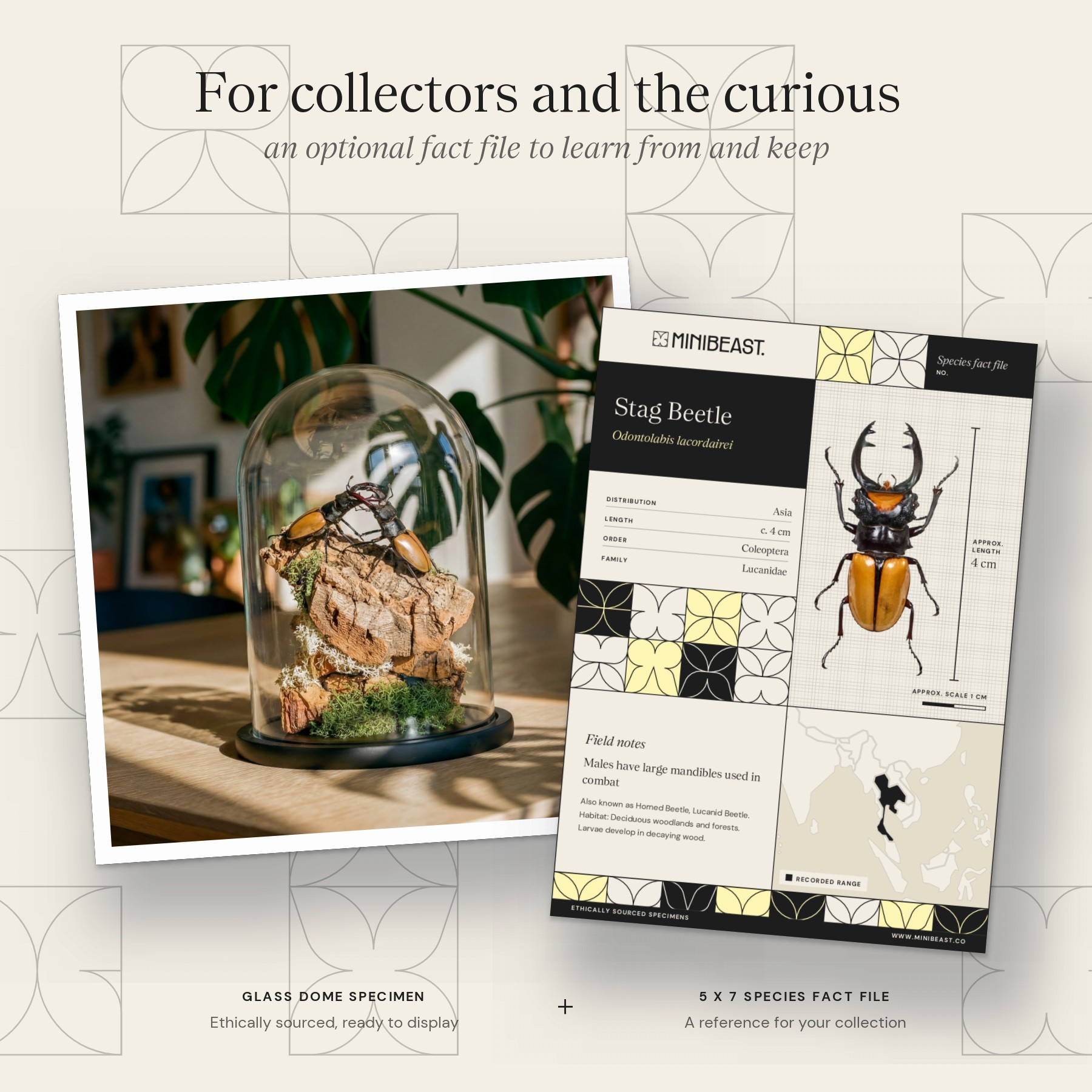 Minibeast Stag Beetle In Still Life Dome (Odontolabis lacordairei)