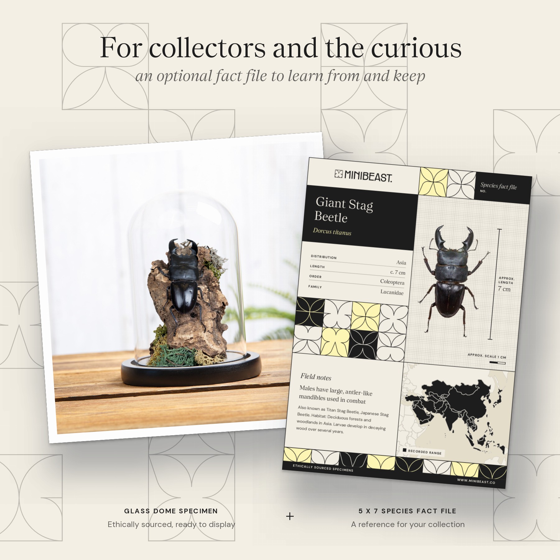Minibeast Giant Stag Beetle Still Life In Glass Dome (Dorcus titanus)