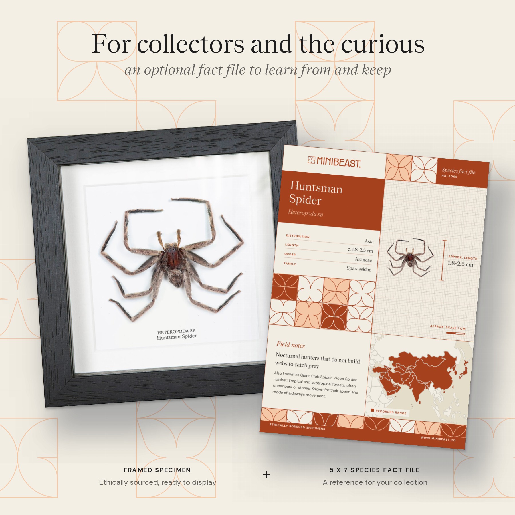 Minibeast Grey Huntsman Spiders In Box Frame (Heteropoda sp)