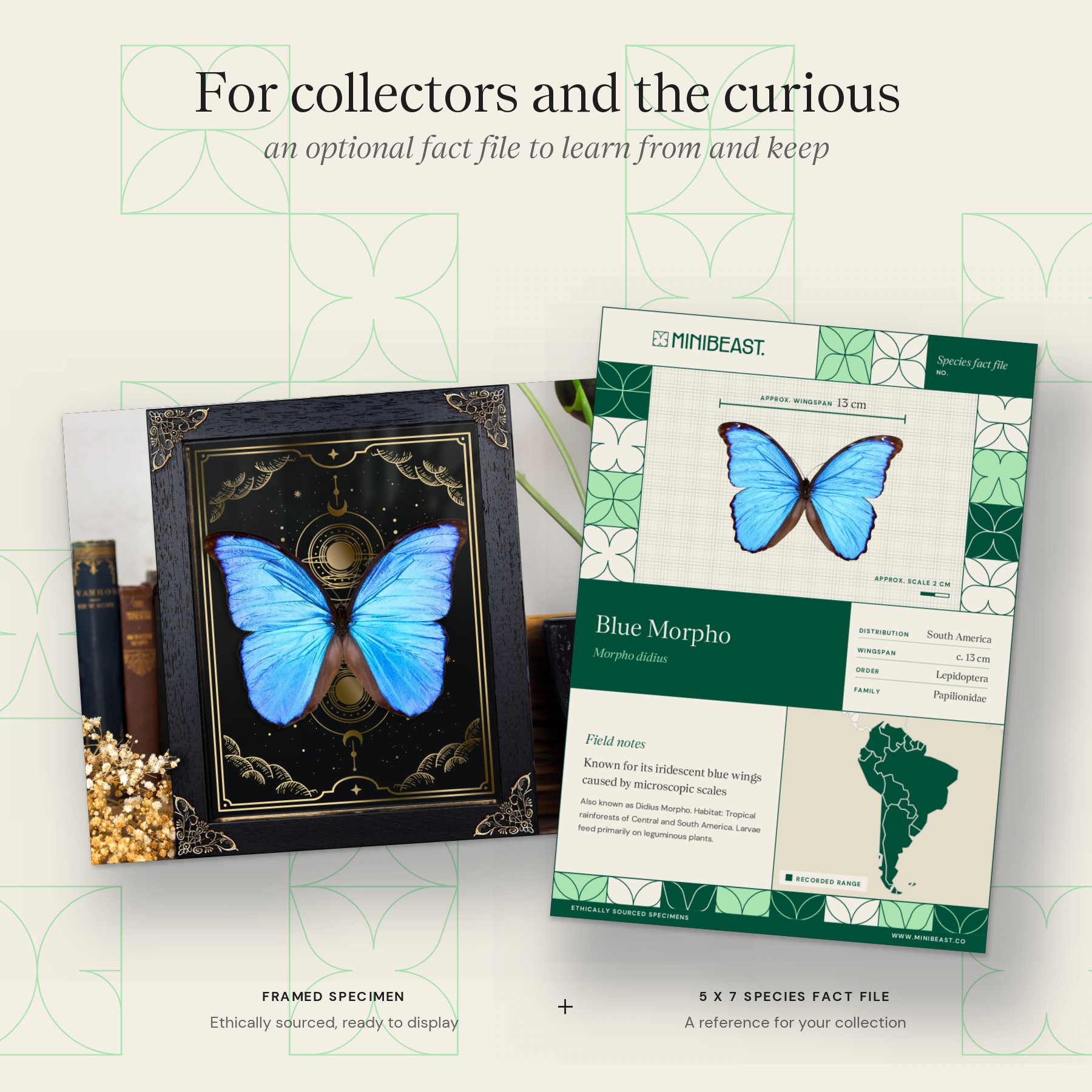 Minibeast Blue Morpho Butterfly on Gold Foil Moon Phases Background (Morpho didius)