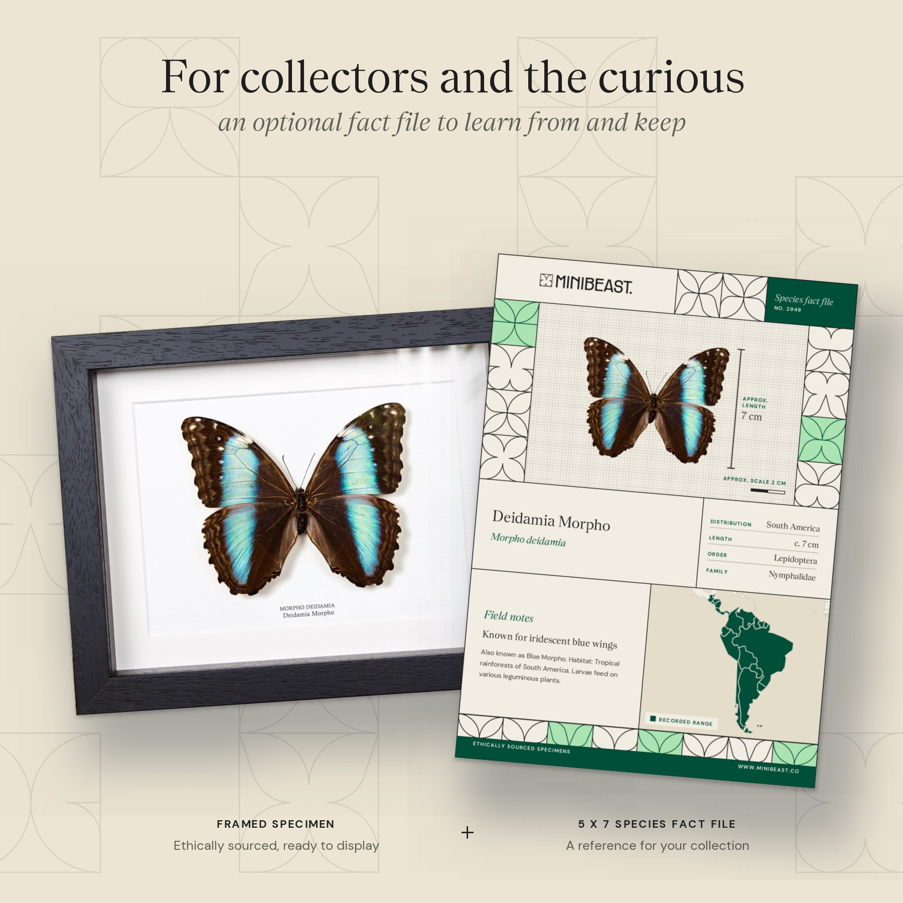 Female Deidamia Morpho Butterfly In Box Frame (Morpho deidamia) Minibeast Female Deidamia Morpho Butterfly In Box Frame (Morpho deidamia)