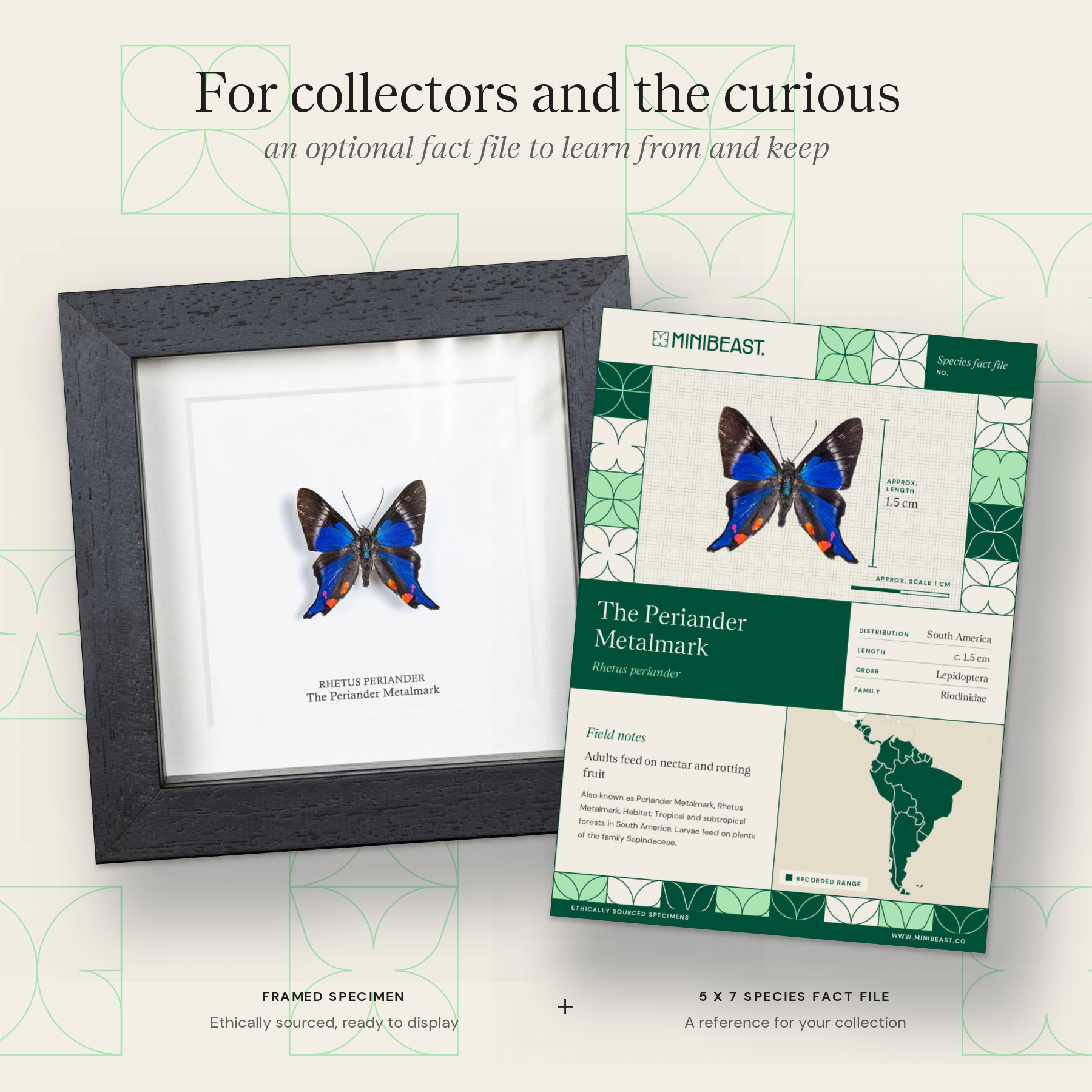 The Periander Metalmark Butterfly In Box Frame (Rhetus periander) Minibeast The Periander Metalmark Butterfly In Box Frame (Rhetus periander)