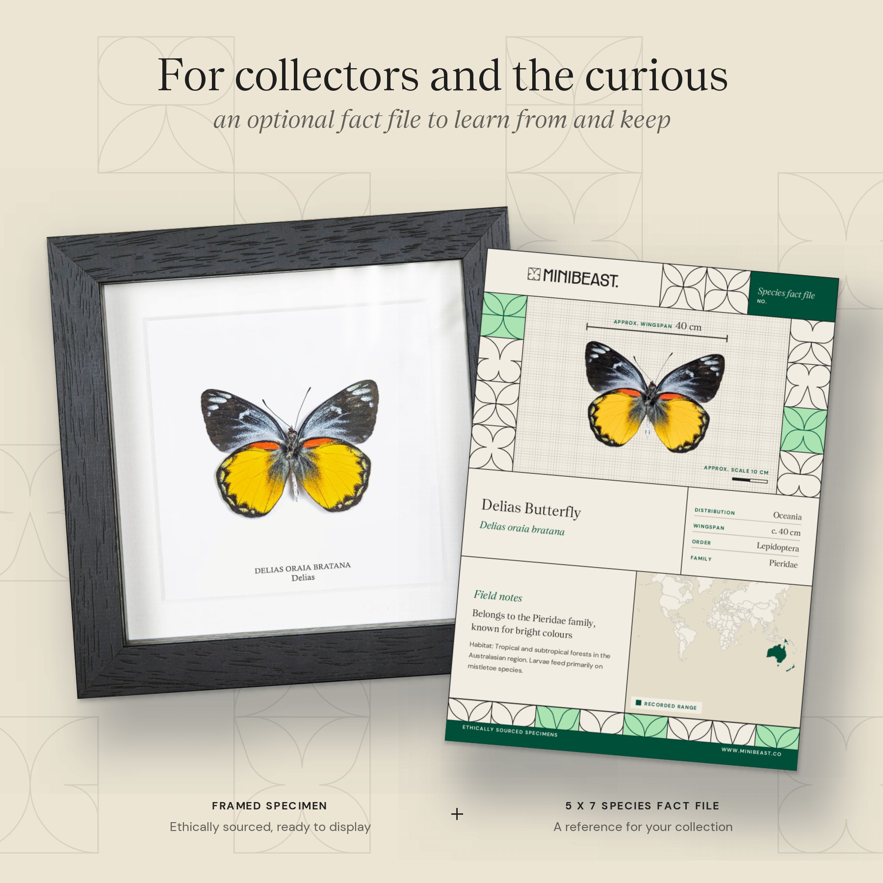 Minibeast Delias Butterfly Ventral Side In Box Frame (Delias oraia bratana)