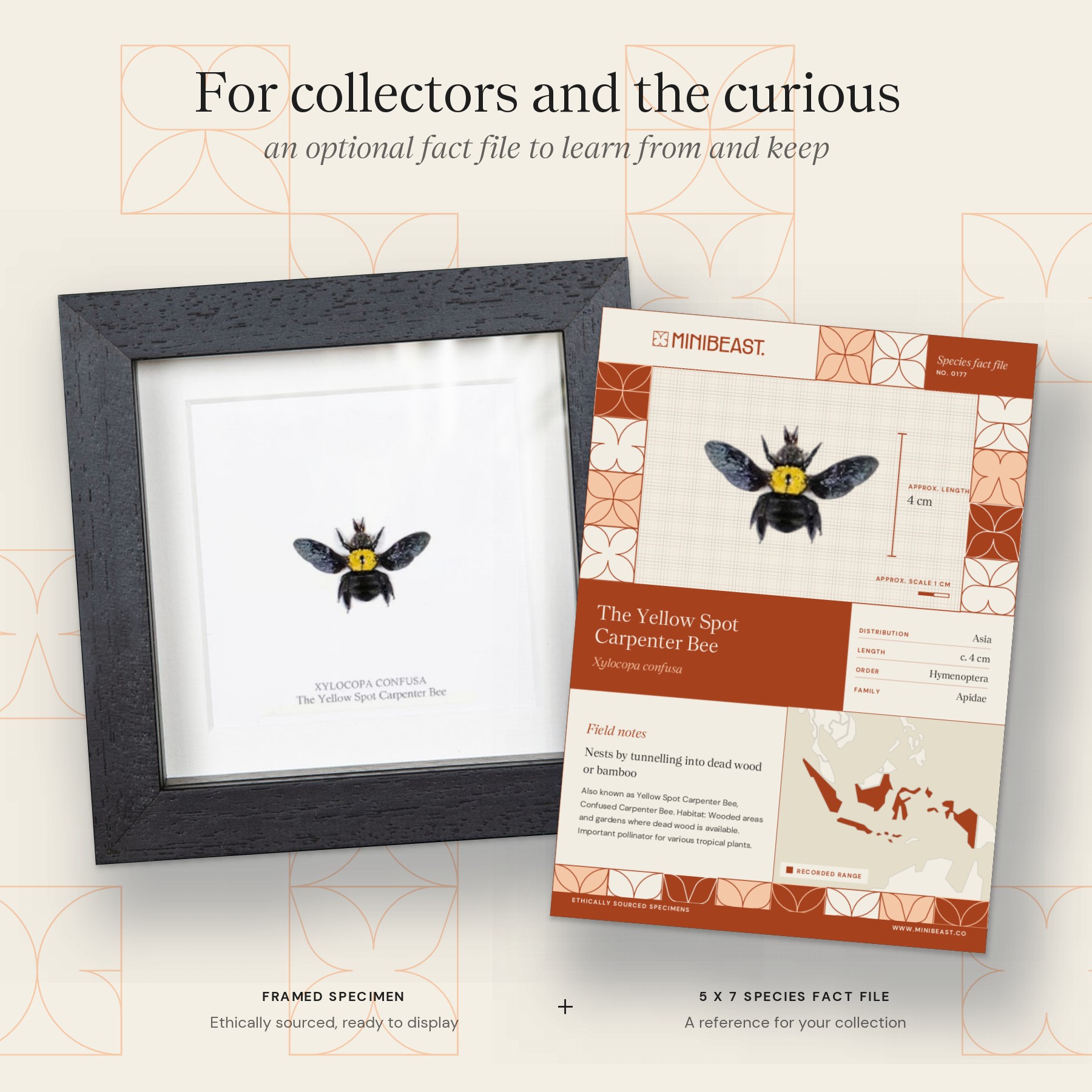 Minibeast The Yellow Spot Carpenter Bee In Box Frame (Xylocopa confusa)