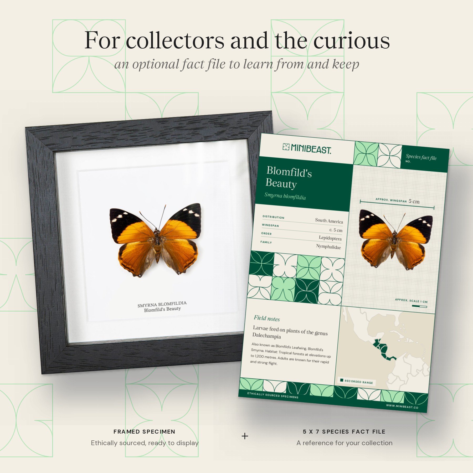 Blomfild's Beauty Butterfly In Box Frame (Smyrna blomfildia) Minibeast Blomfild's Beauty Butterfly In Box Frame (Smyrna blomfildia)