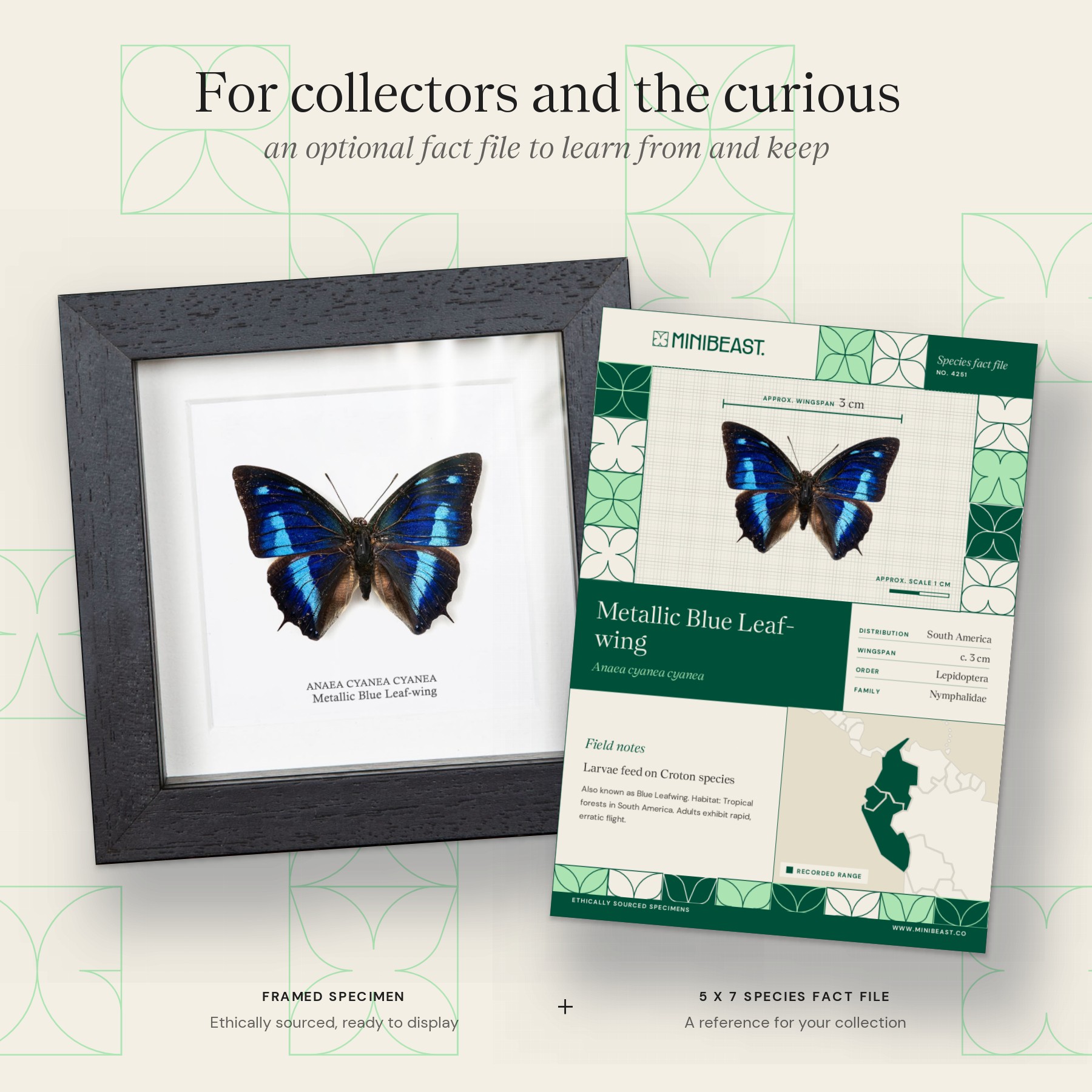 Minibeast Metallic Blue Leaf-wing Butterfly In Box Frame (Anaea cyanea cyanea)