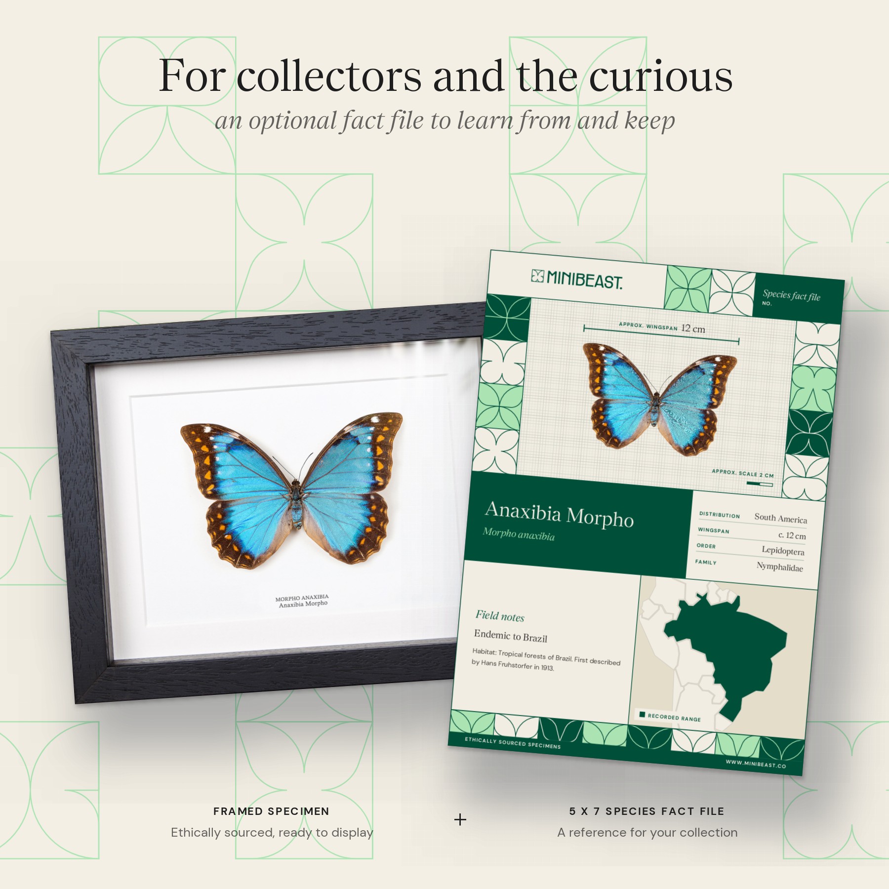 Female Anaxibia Morpho Butterfly In Box Frame (Morpho anaxibia) Minibeast Female Anaxibia Morpho Butterfly In Box Frame (Morpho anaxibia)
